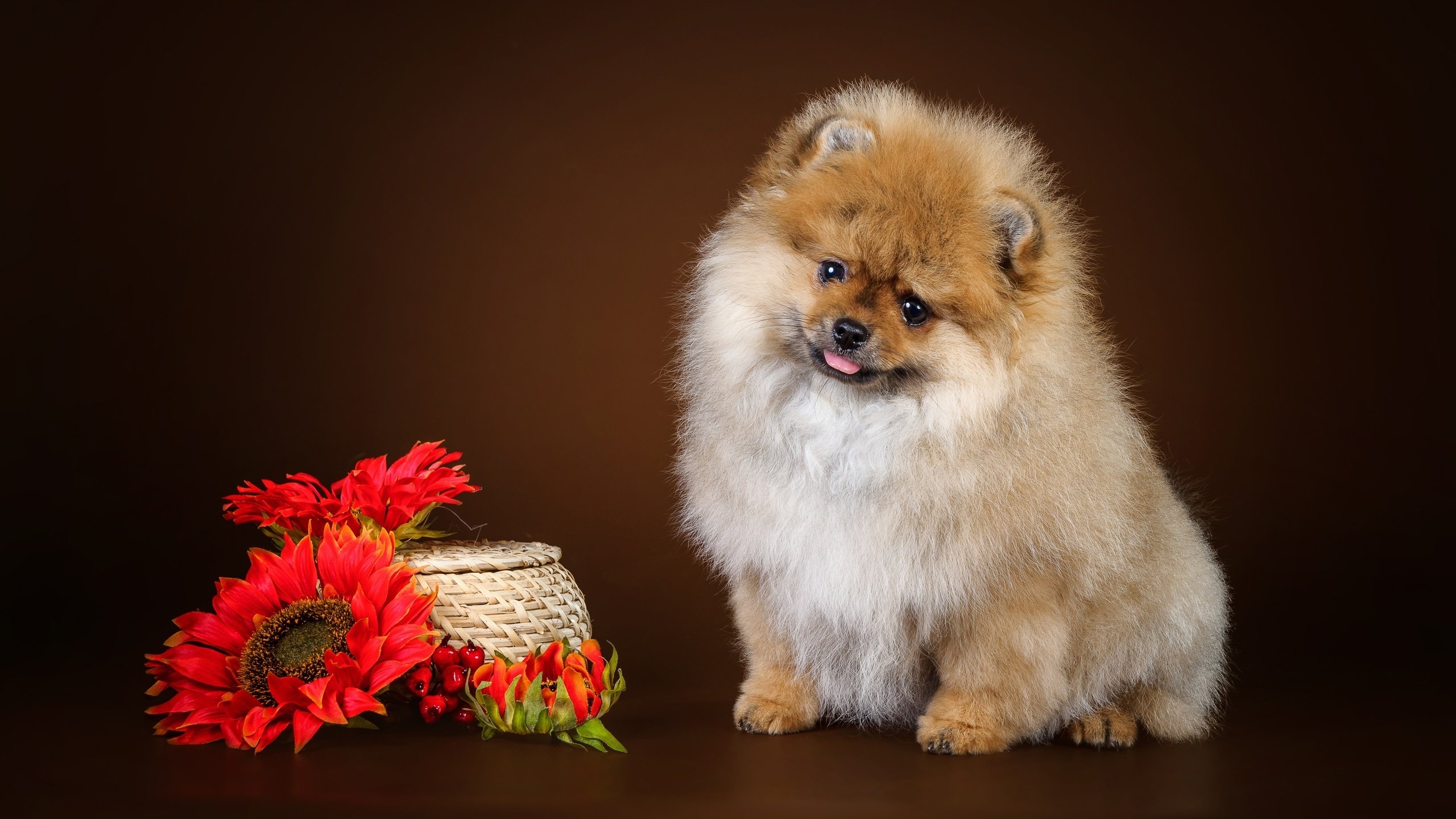 Обои цветы, щенок, шпиц, flowers, puppy, spitz разрешение 3000x1861 Загрузить