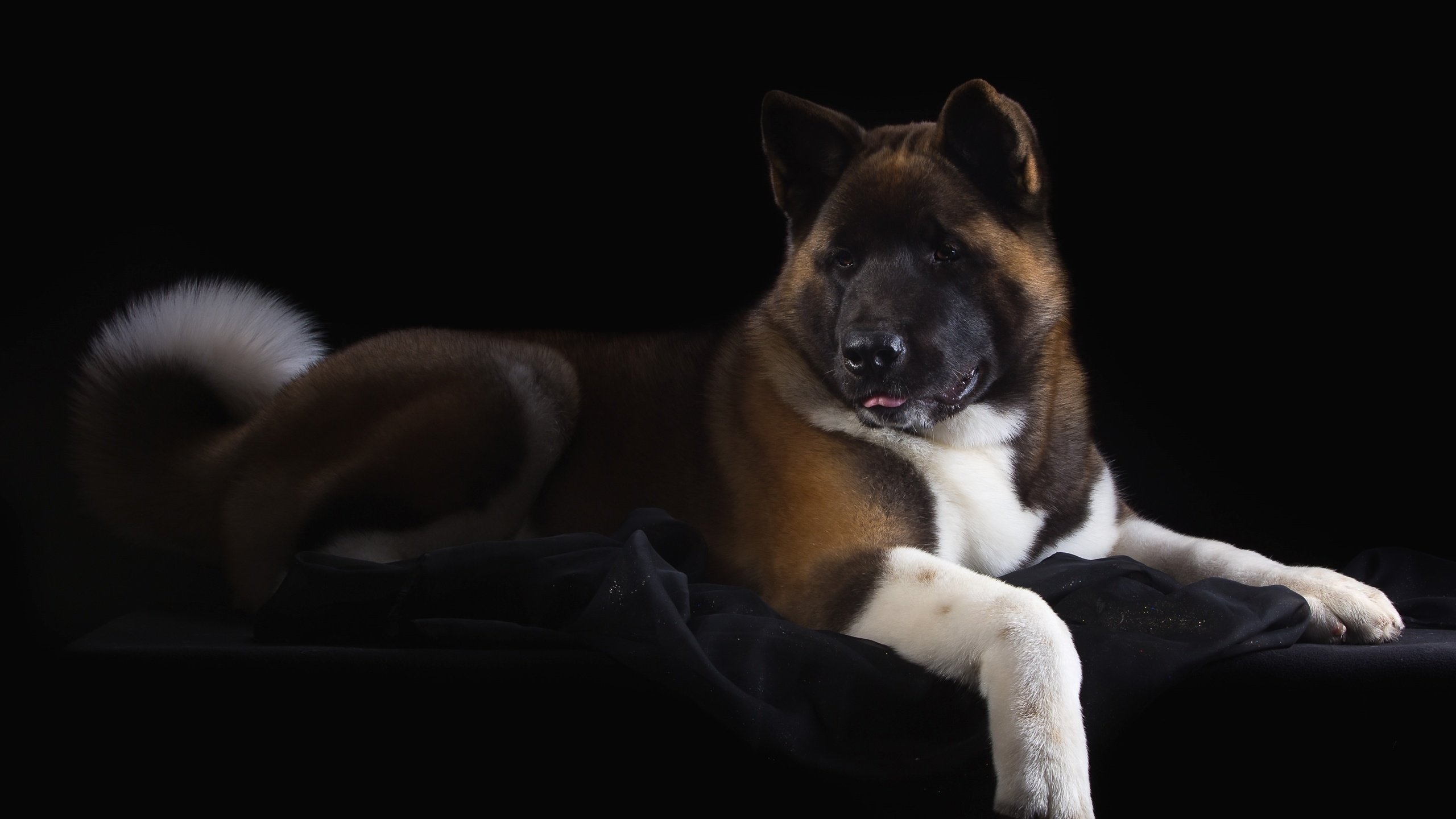 Обои пес, красавец, американская, акита, dog, handsome, american, akita разрешение 3200x2064 Загрузить