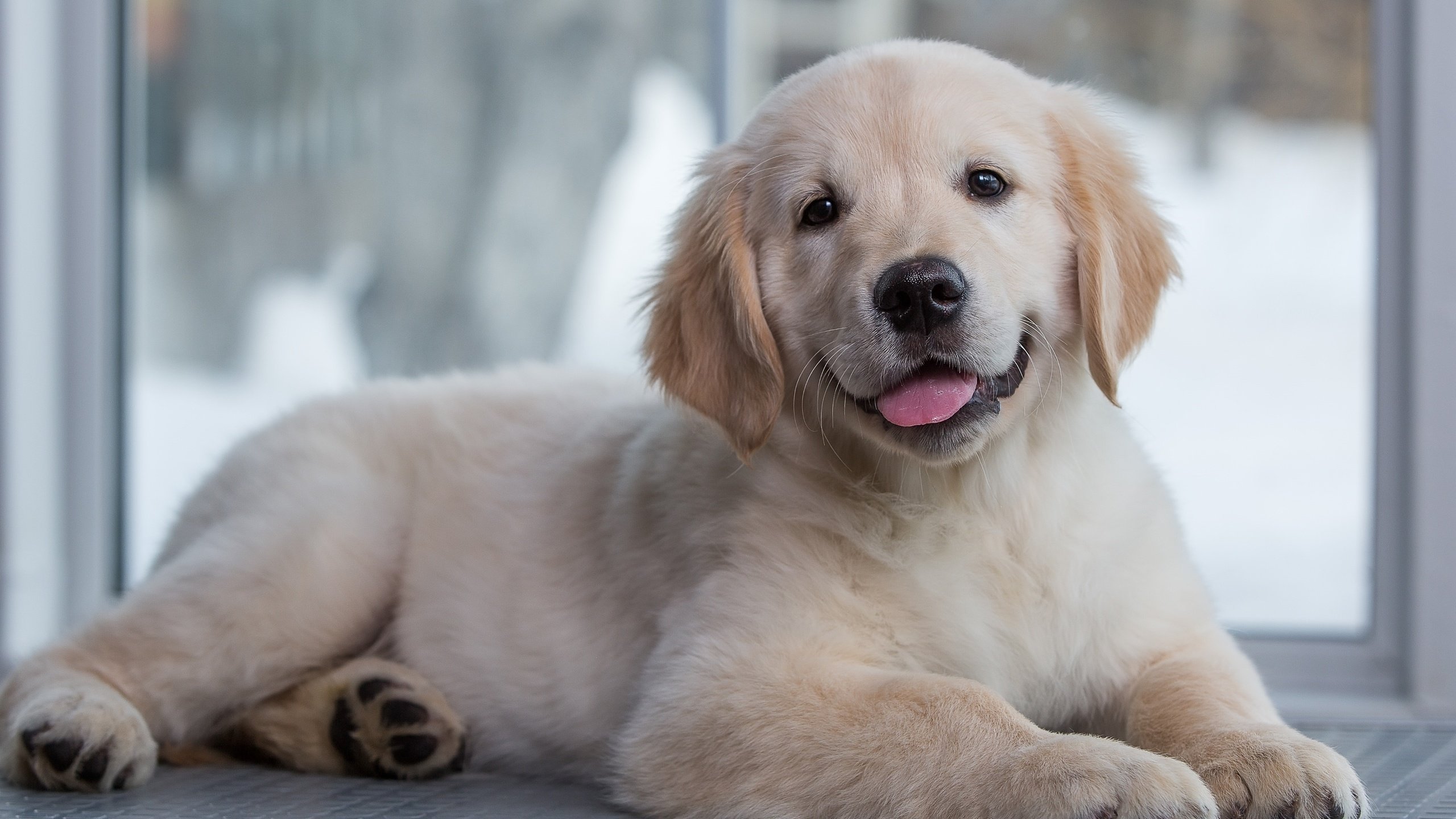 Обои щенок, золотистый ретривер, голден ретривер малыш, puppy, golden retriever, golden retriever baby разрешение 3000x1981 Загрузить