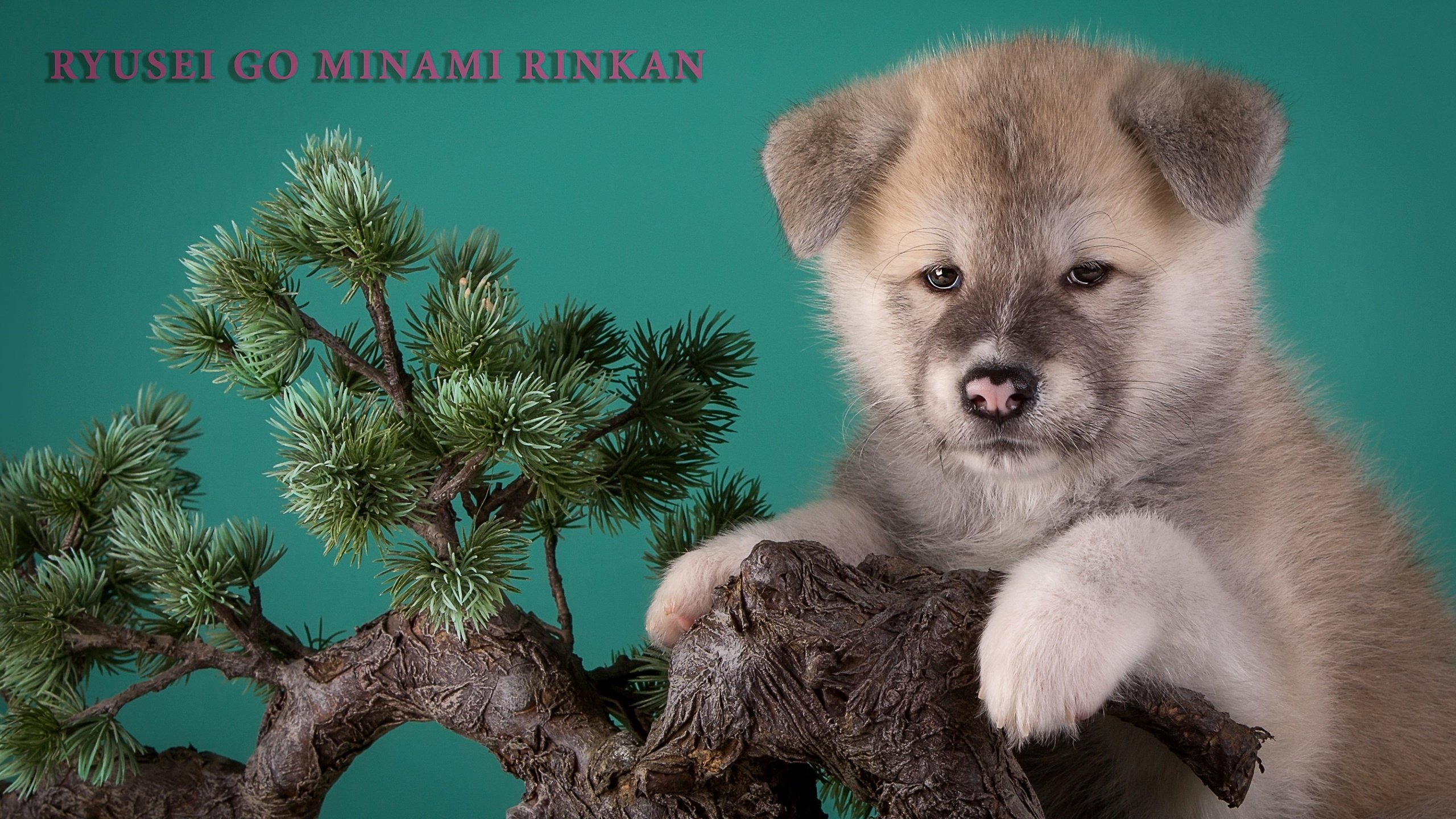 Обои дерево, щенок, бежевый, бонсай, японская акита, tree, puppy, beige, bonsai, japanese akita разрешение 3000x1923 Загрузить