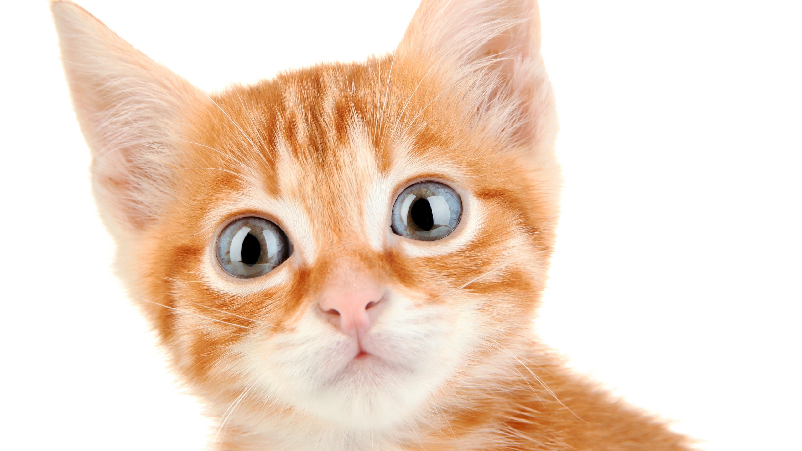 Обои глаза, котенок, коты, котята, рыжий, взор, eyes, kitty, cats, kittens, red разрешение 4458x3456 Загрузить