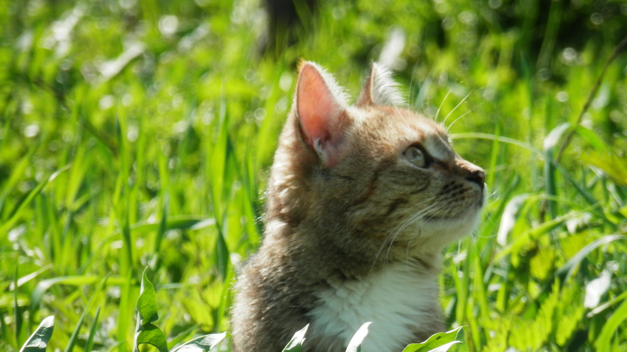 Трава для кошек