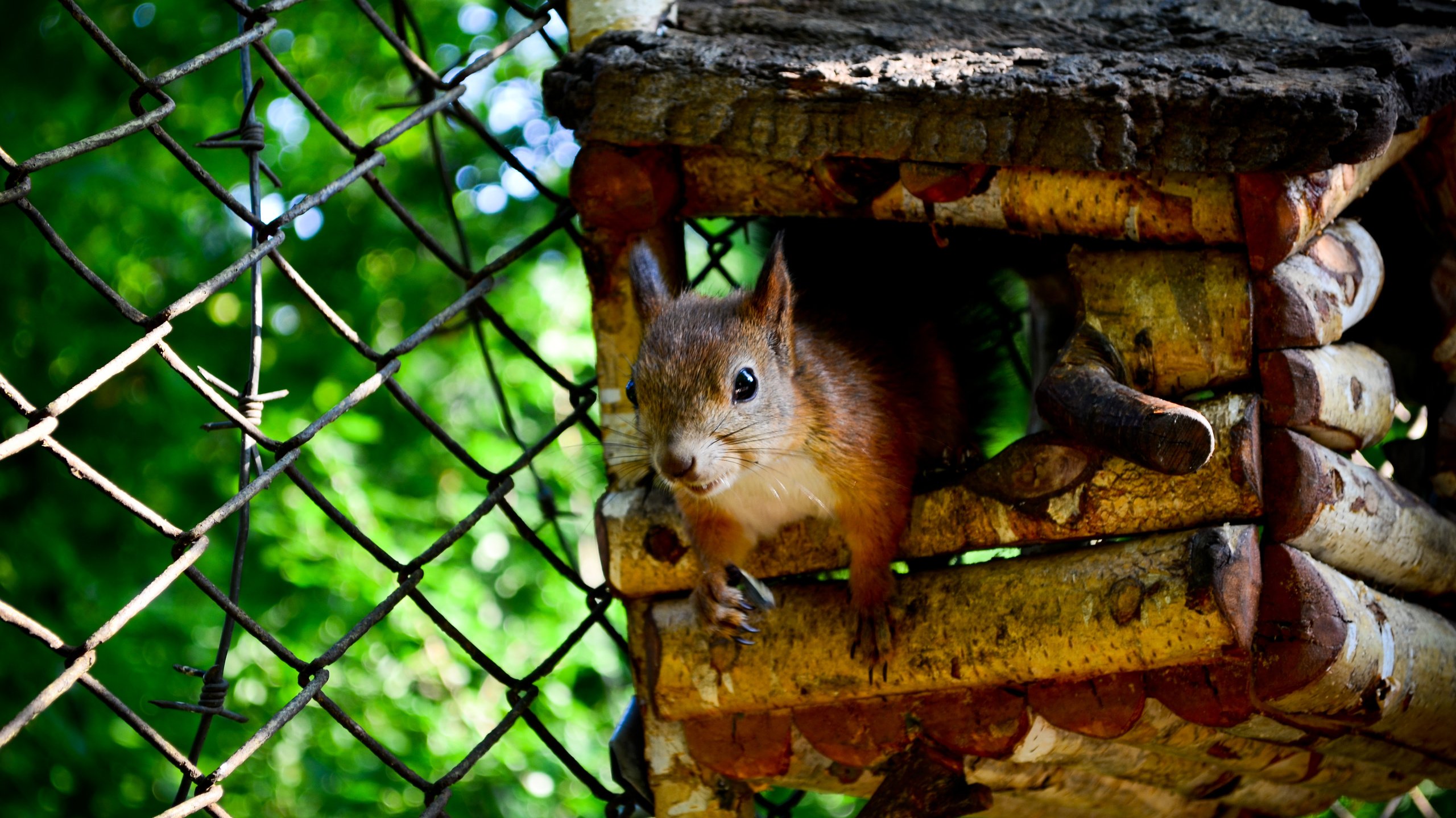 Обои дерево, забор, домик, белка, ограда, белочка, tree, the fence, house, protein, fence, squirrel разрешение 4928x3264 Загрузить