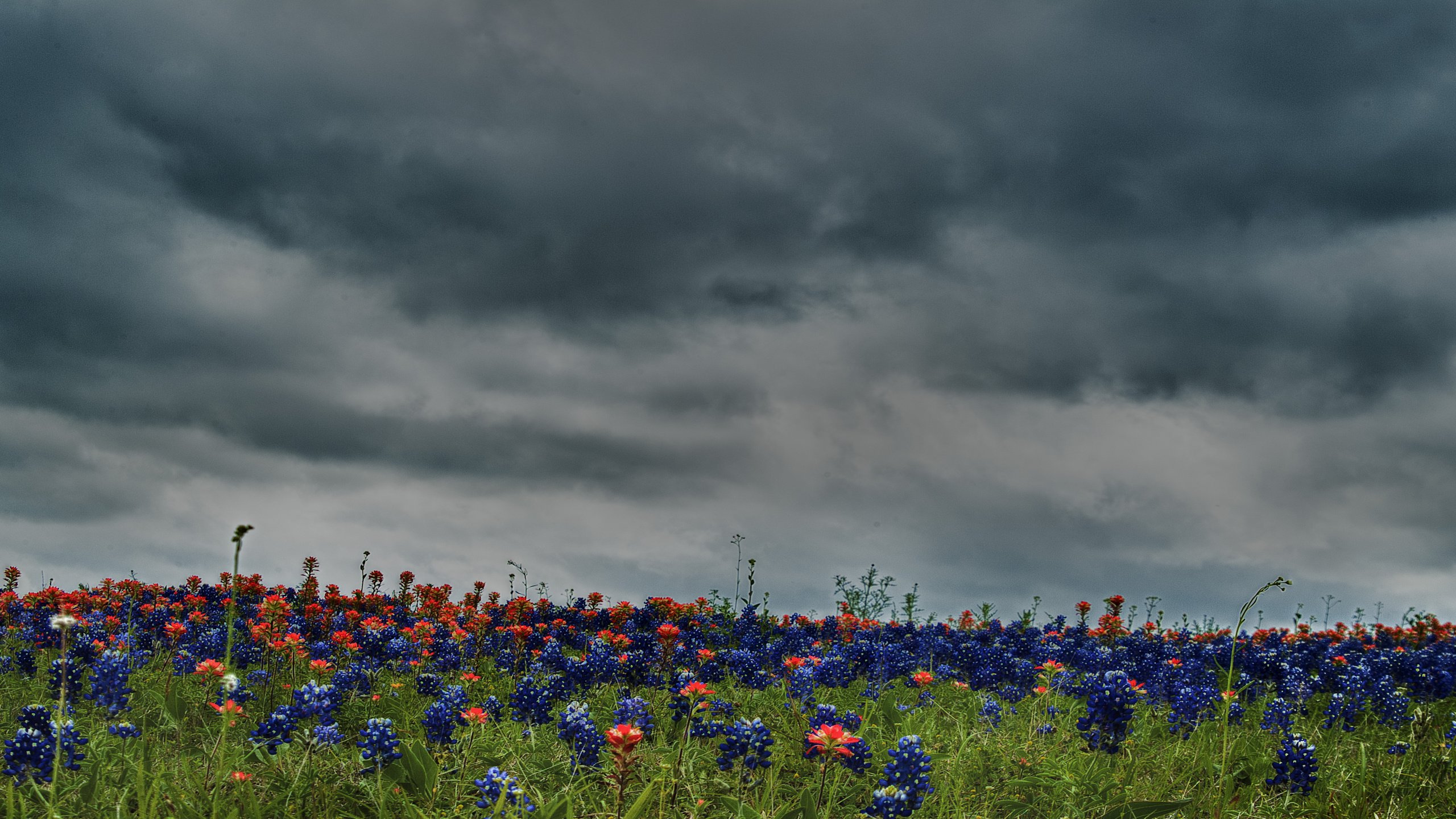 Обои небо, цветы, облака, природа, поле, луг, the sky, flowers, clouds, nature, field, meadow разрешение 4736x2848 Загрузить