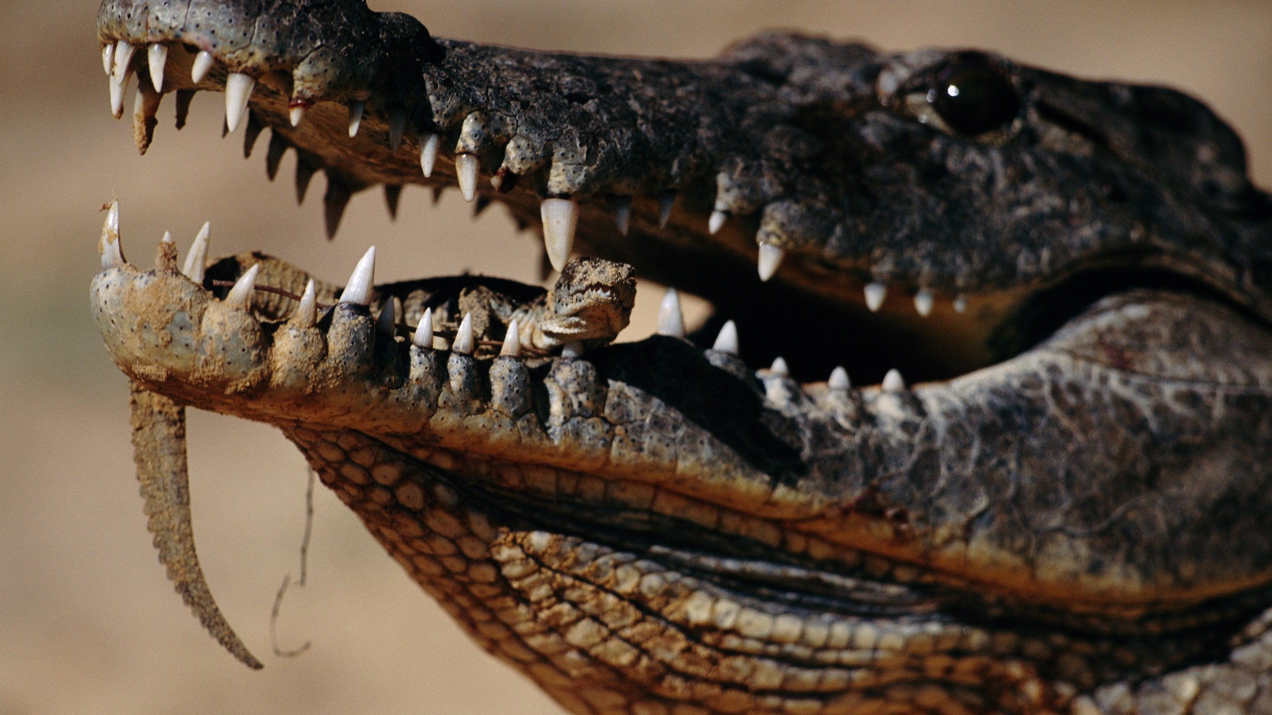 Обои зубы, крокодил, зубки, во рту, пресмыкающееся, teeth, crocodile, mouth, reptile разрешение 5563x3337 Загрузить
