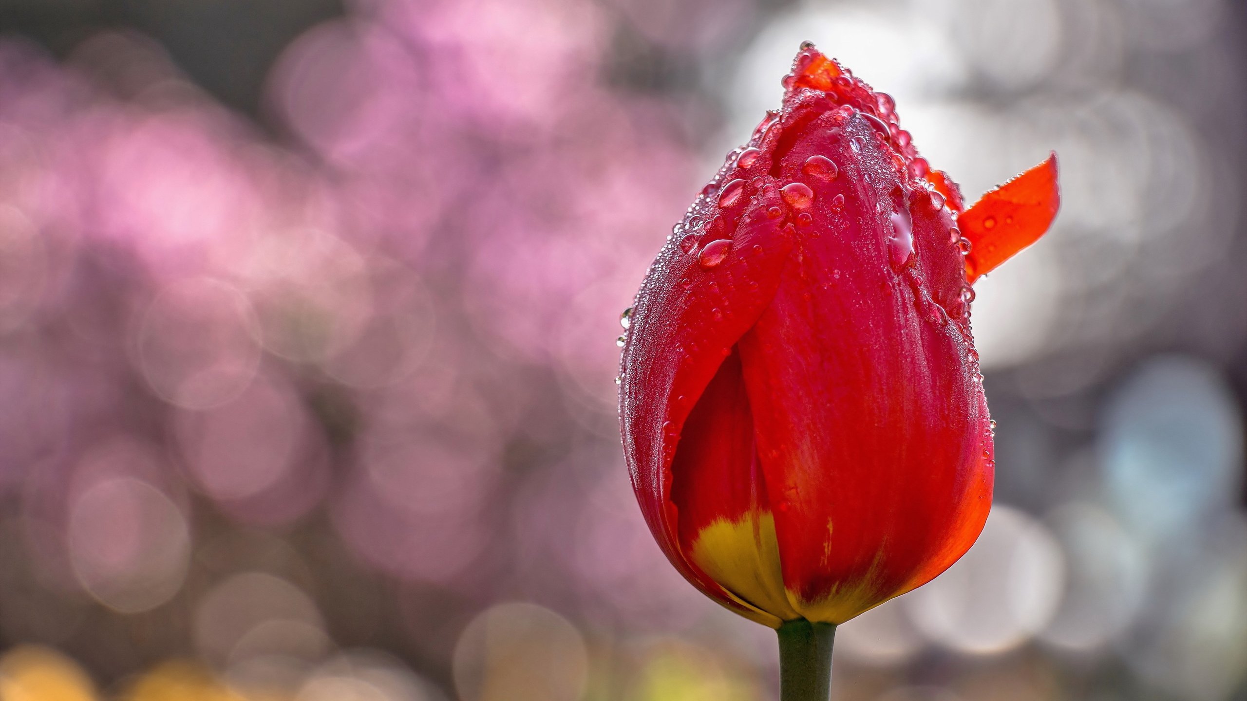 Обои цветы, фон, цветок, капли, тюльпаны, тюльпан, flowers, background, flower, drops, tulips, tulip разрешение 5141x3423 Загрузить