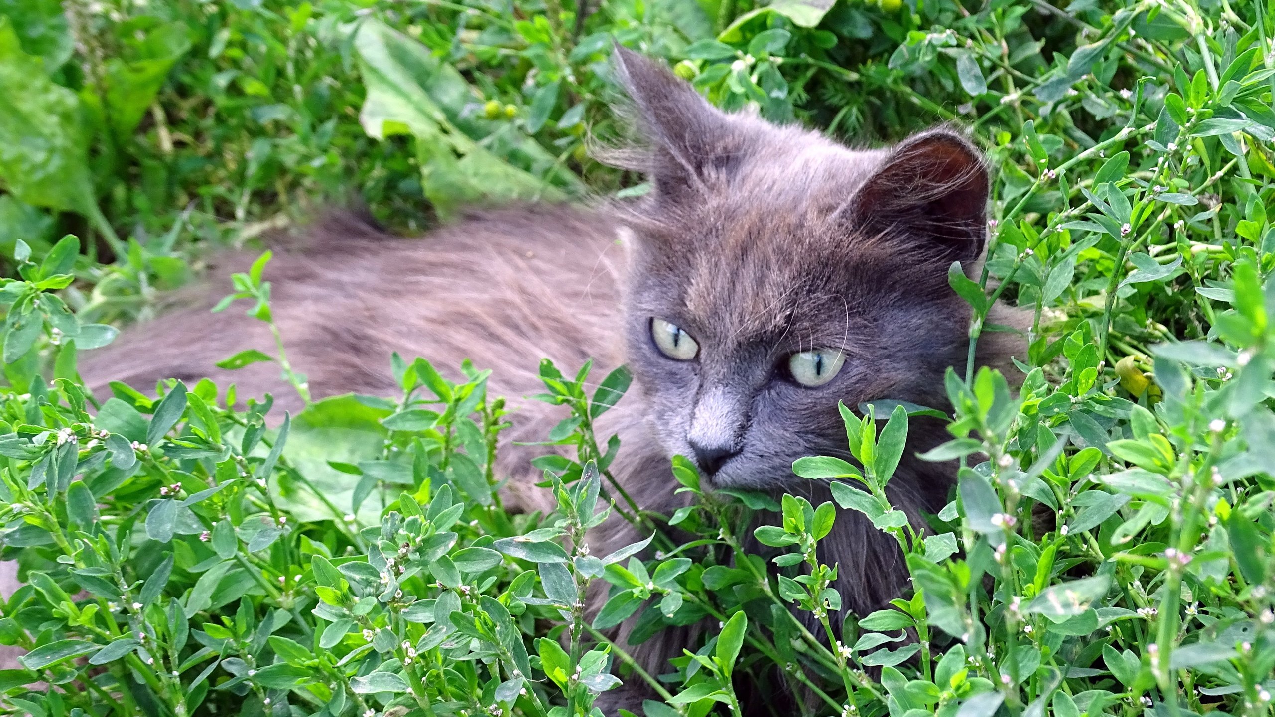 Обои трава, кот, кошка, серый, grass, cat, grey разрешение 5184x3888 Загрузить