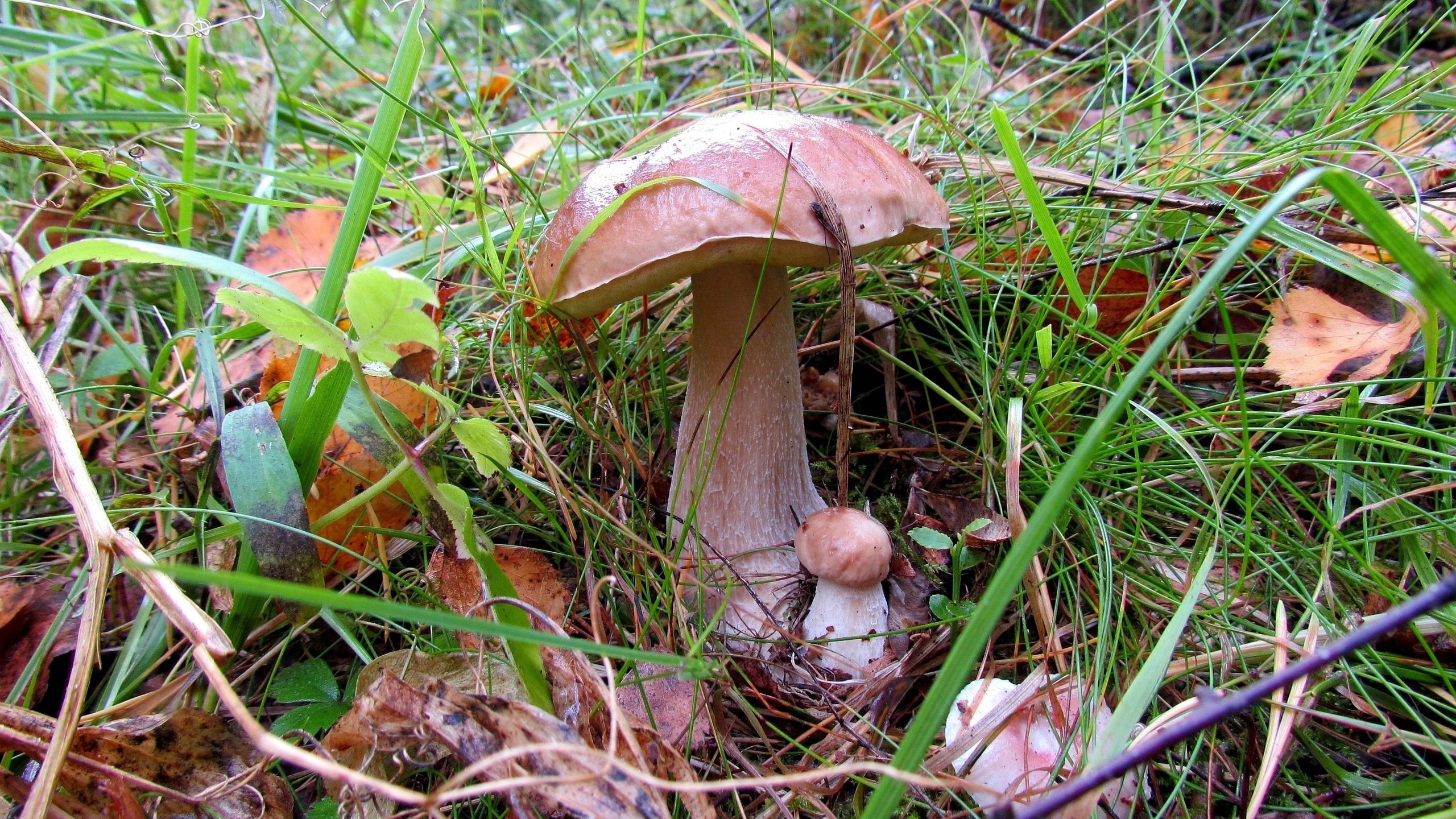 Обои трава, природа, листья, макро, осень, грибы, grass, nature, leaves, macro, autumn, mushrooms разрешение 3200x2125 Загрузить