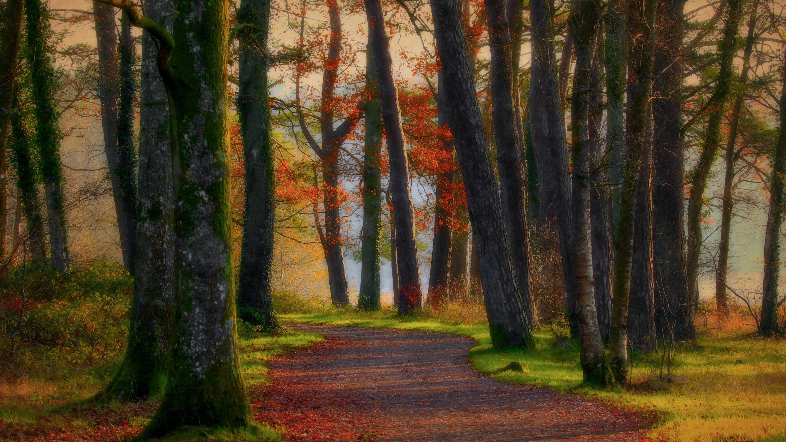 лес, дорога, осень скачать
