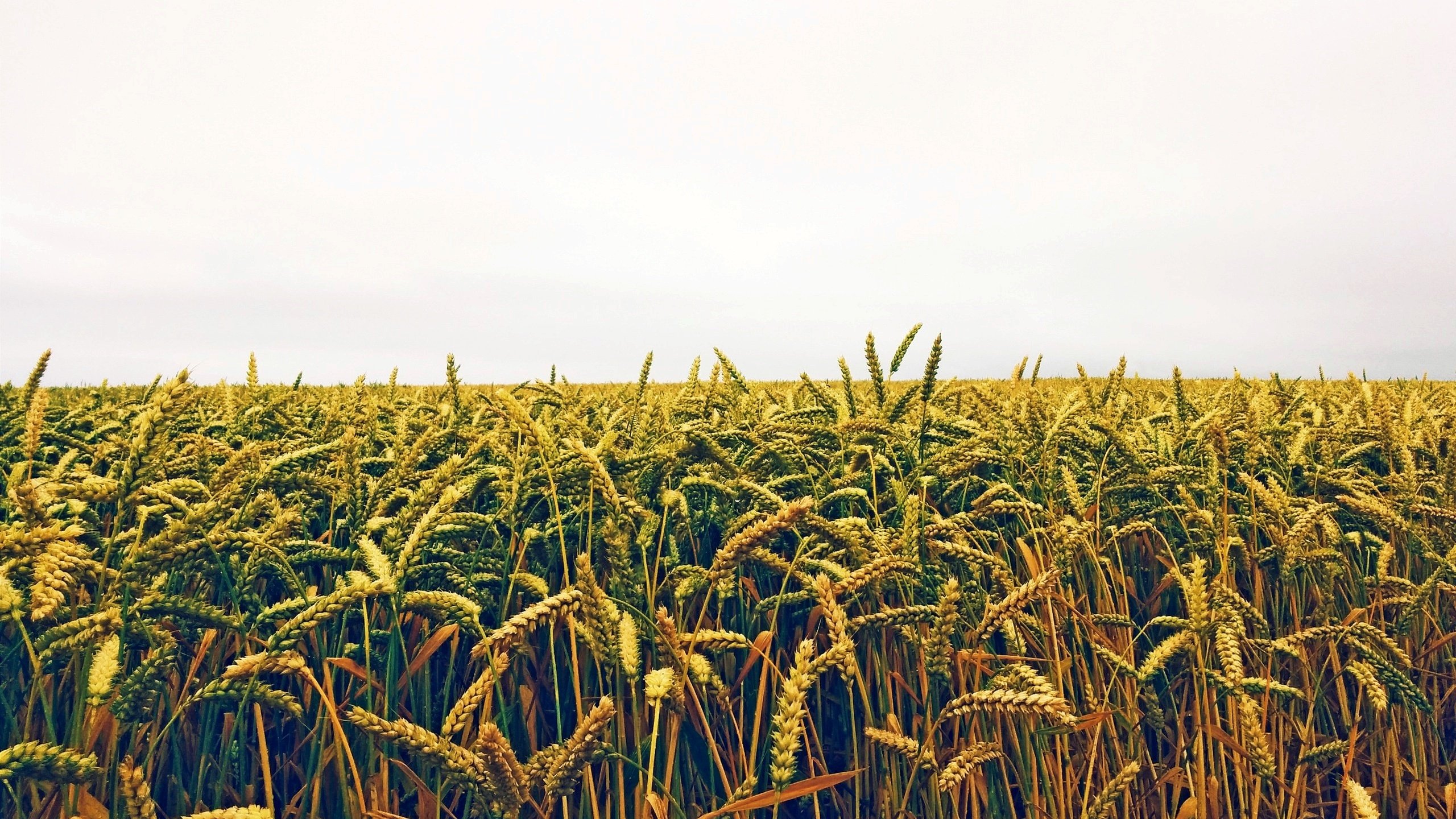 Обои поле, колосья, пшеница, посевы, нива, field, ears, wheat, crops, niva разрешение 2560x1600 Загрузить