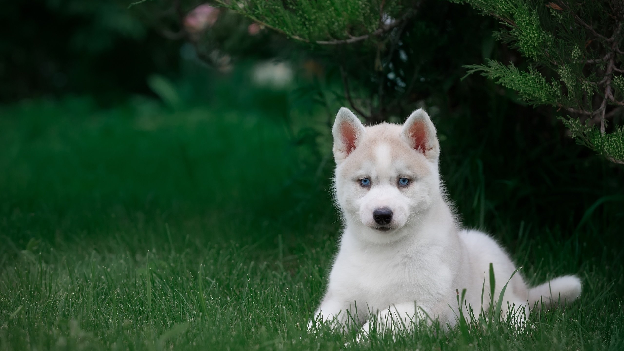 Обои трава, щенок, хаски, grass, puppy, husky разрешение 3000x1981 Загрузить