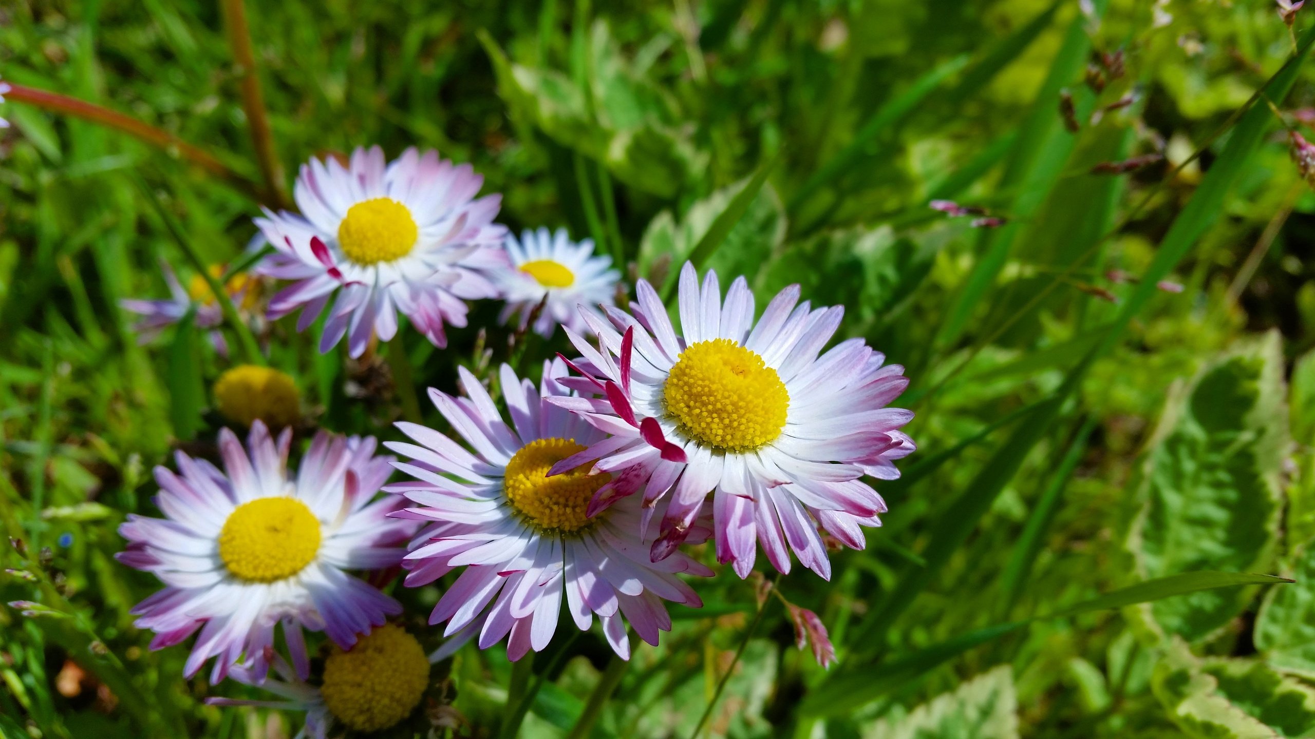 Обои цветы, солнце, лето, маргаритки, flowers, the sun, summer, daisy разрешение 4096x2304 Загрузить