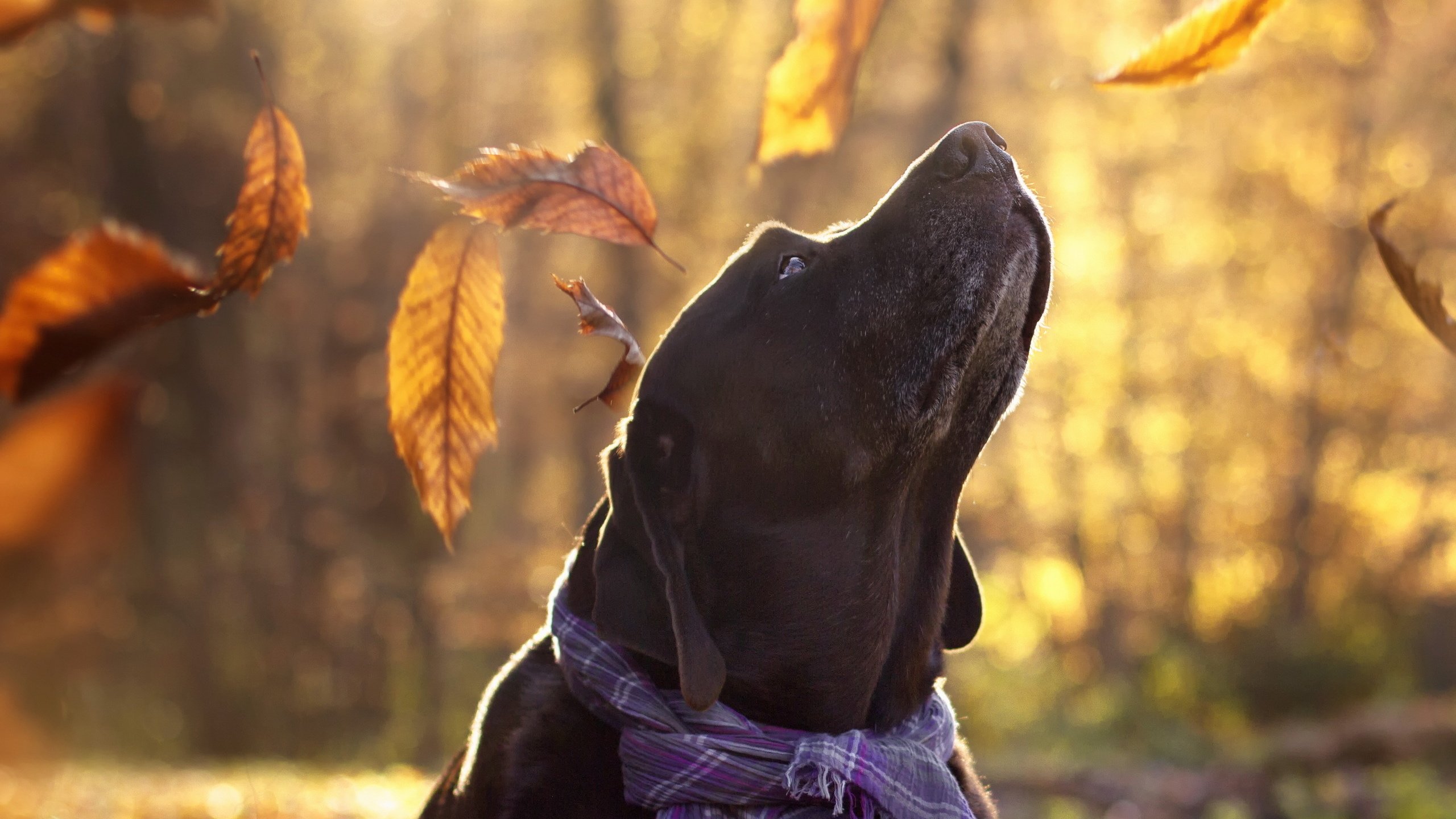 Обои листья, взгляд, осень, собака, друг, лабрадор, aaron, maria luisa milla, leaves, look, autumn, dog, each, labrador разрешение 2560x1707 Загрузить