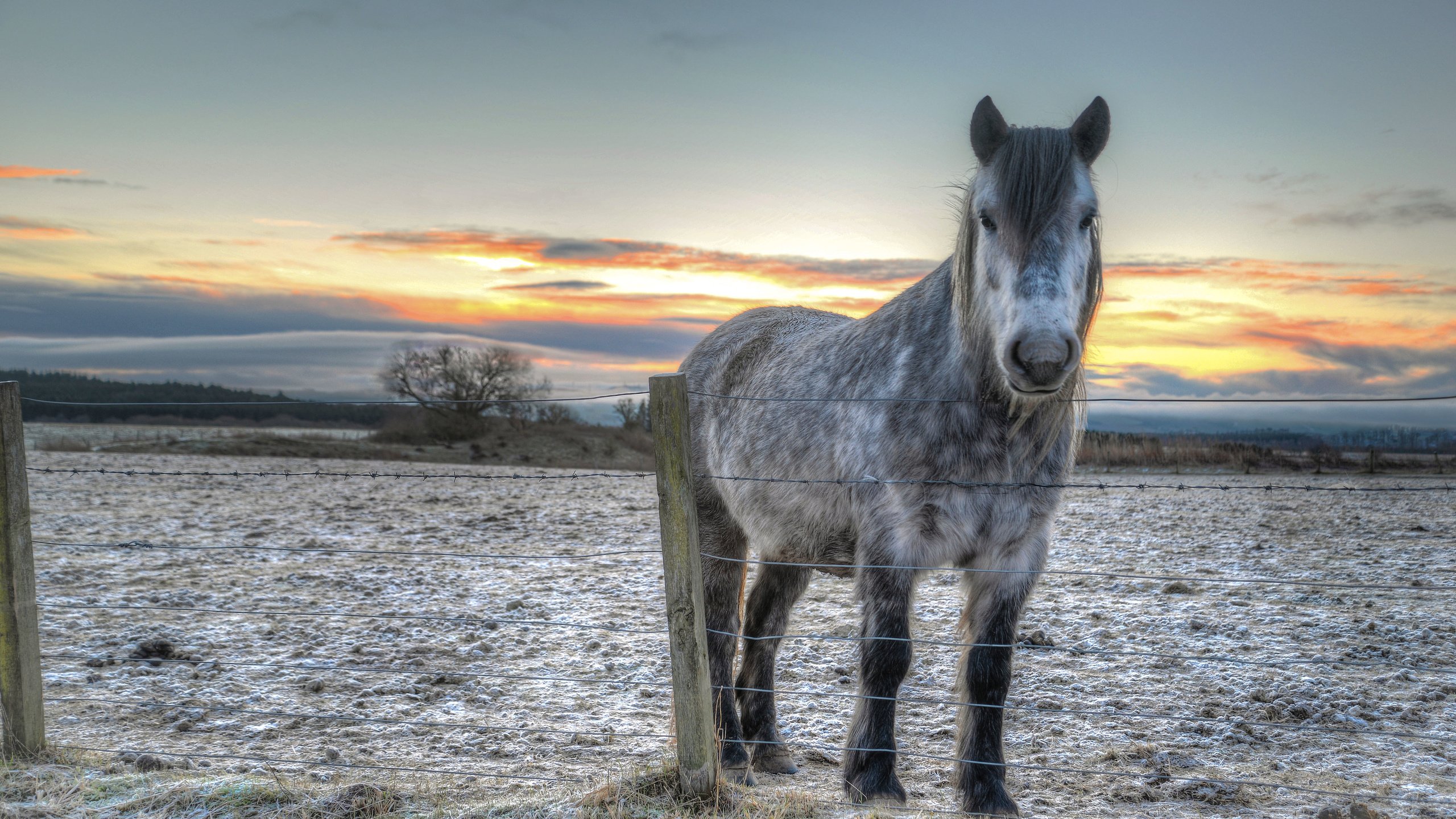 Обои лошадь, закат, забор, конь, horse, sunset, the fence разрешение 6005x4007 Загрузить