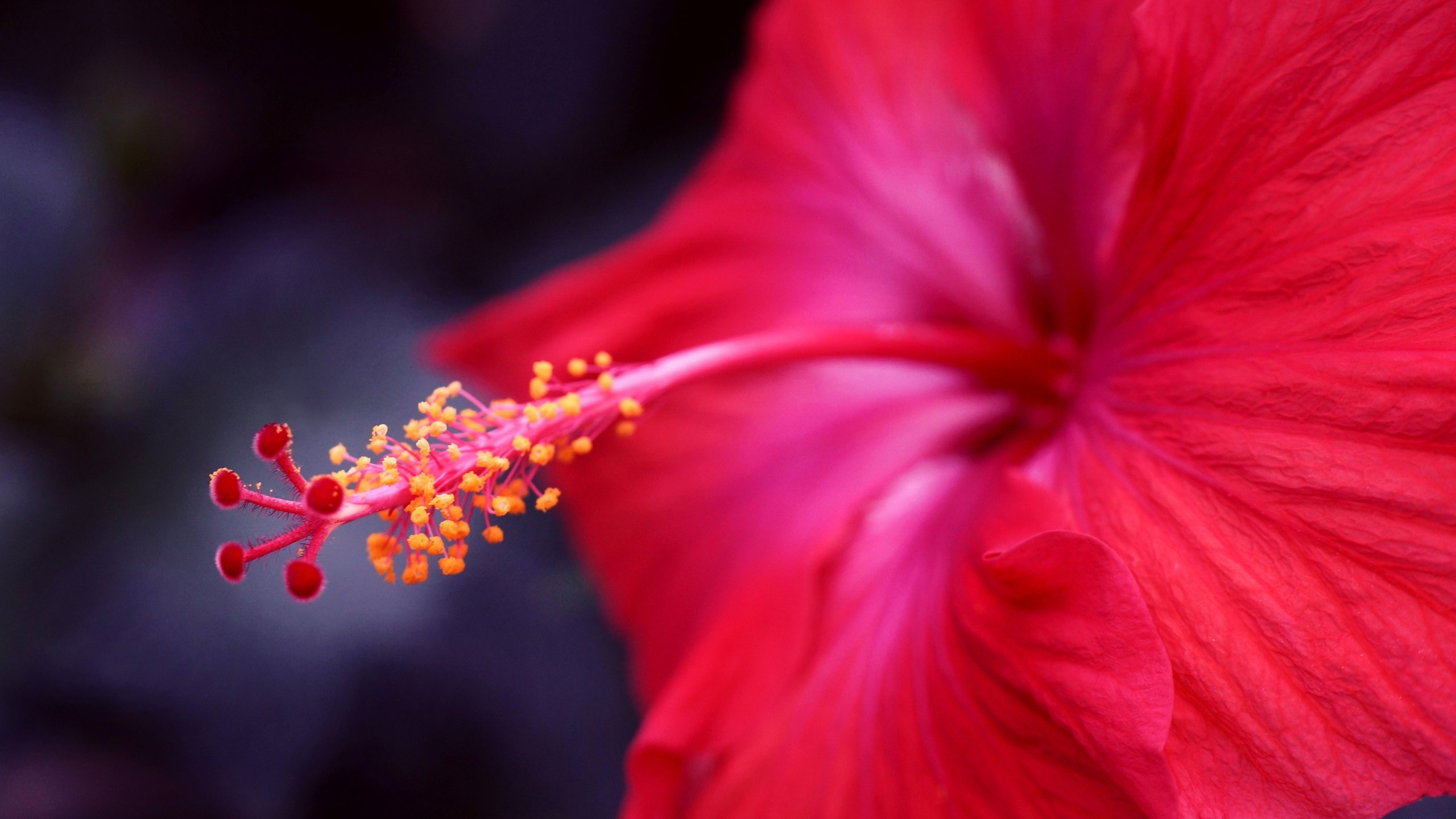 Обои фокус камеры, макро, цветок, красный, гибискус, the focus of the camera, macro, flower, red, hibiscus разрешение 6000x4000 Загрузить