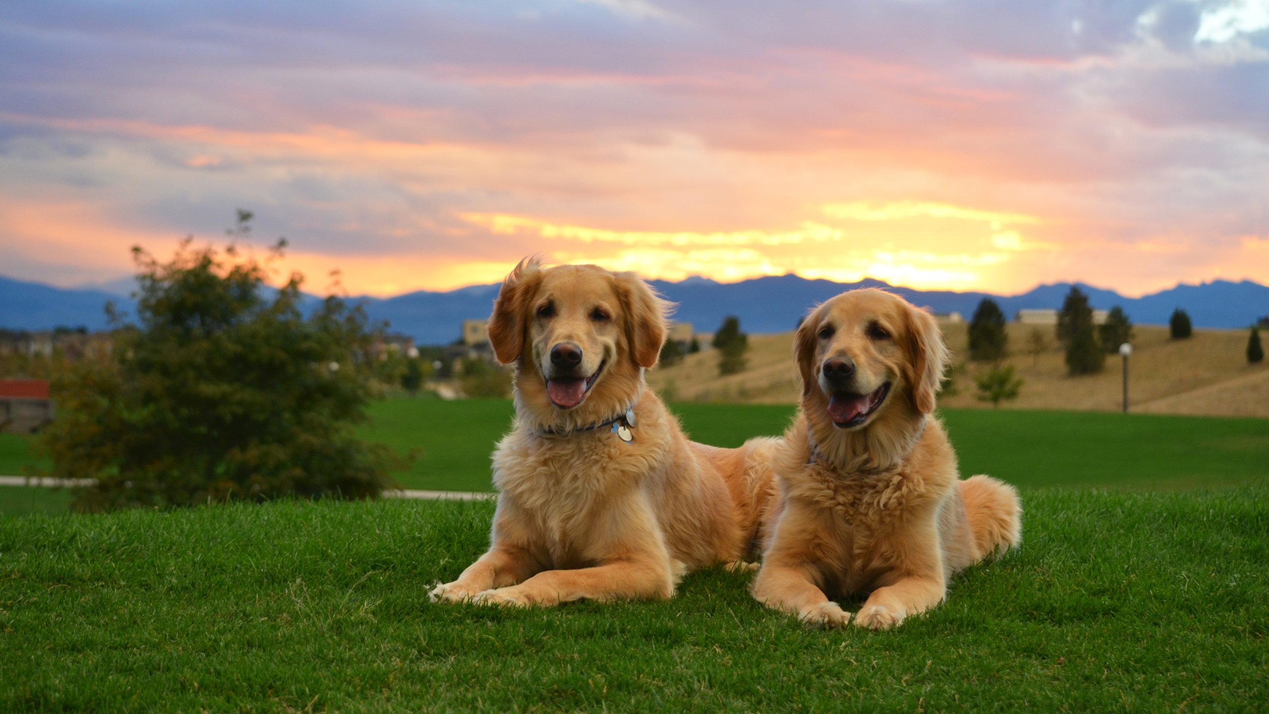 Обои трава, закат, двое, собаки, золотистый ретривер, cобака, grass, sunset, two, dogs, golden retriever, dog разрешение 4850x3212 Загрузить