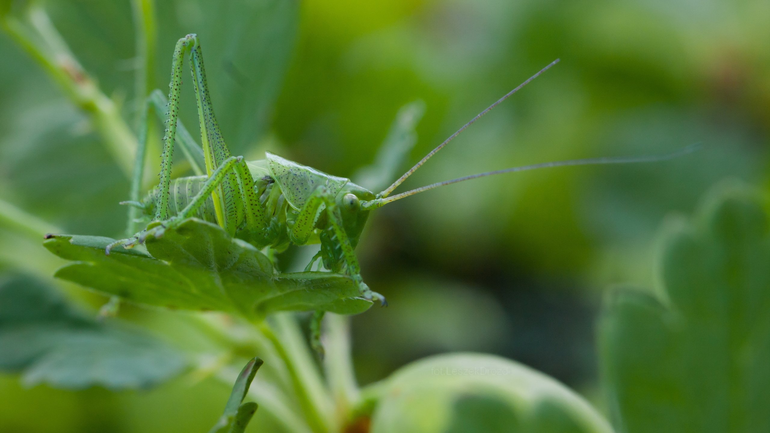 Обои природа, листья, макро, насекомое, кузнечик, боке, nature, leaves, macro, insect, grasshopper, bokeh разрешение 3888x2592 Загрузить