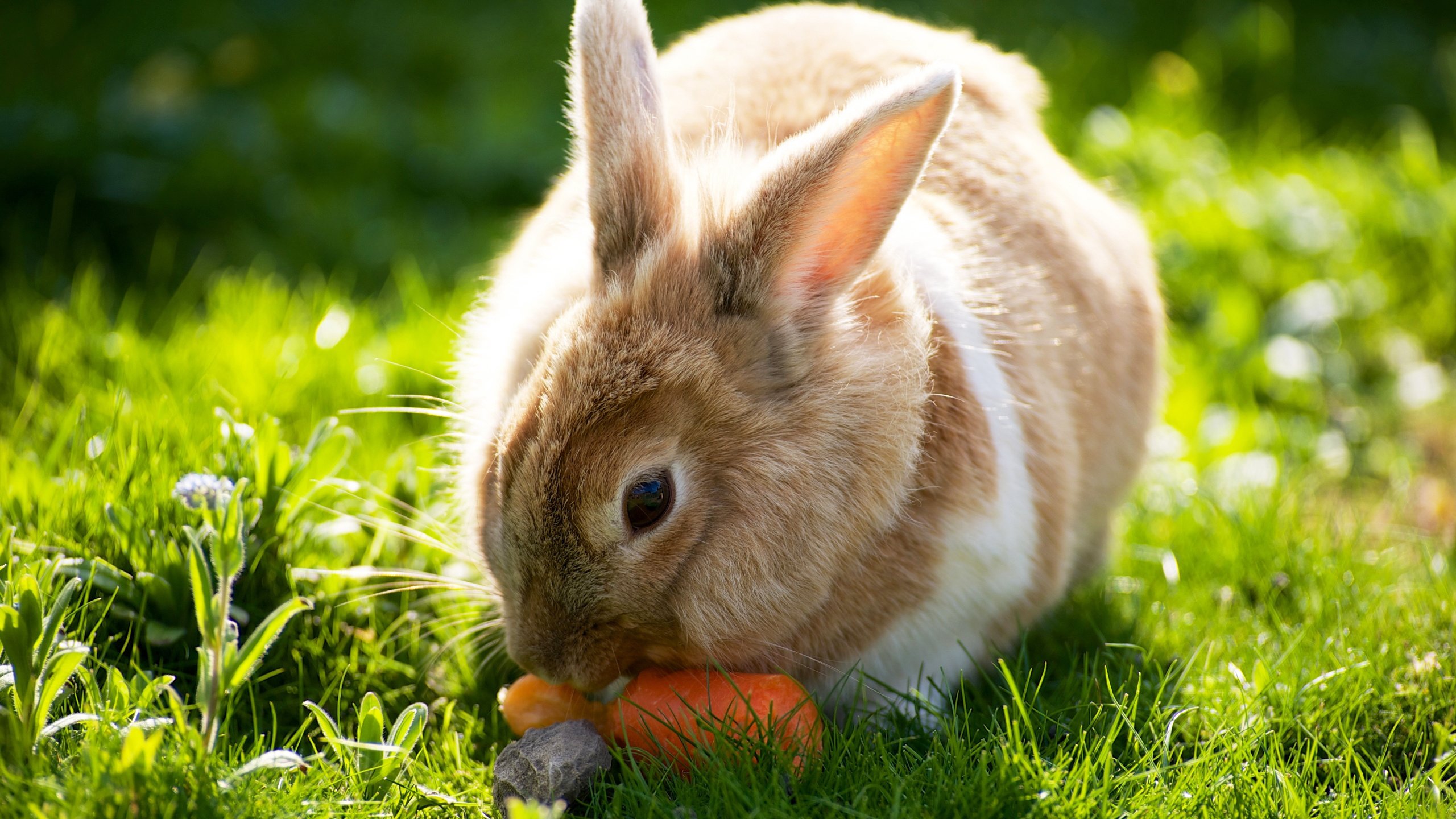 Обои трава, солнце, лето, кролик, зайцы, вс, морковка, летнее, grass, the sun, summer, rabbit, rabbits, sun, carrot разрешение 2560x1600 Загрузить