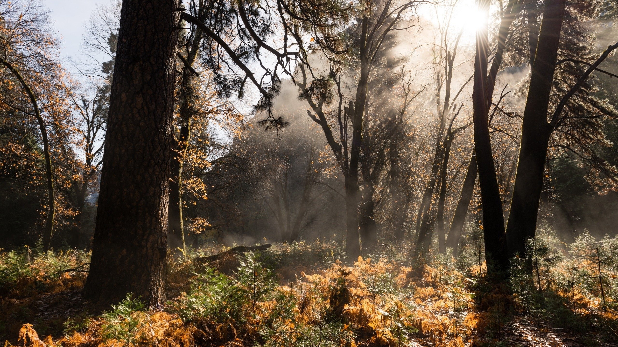 Обои природа, лес, осень, nature, forest, autumn разрешение 2560x1600 Загрузить