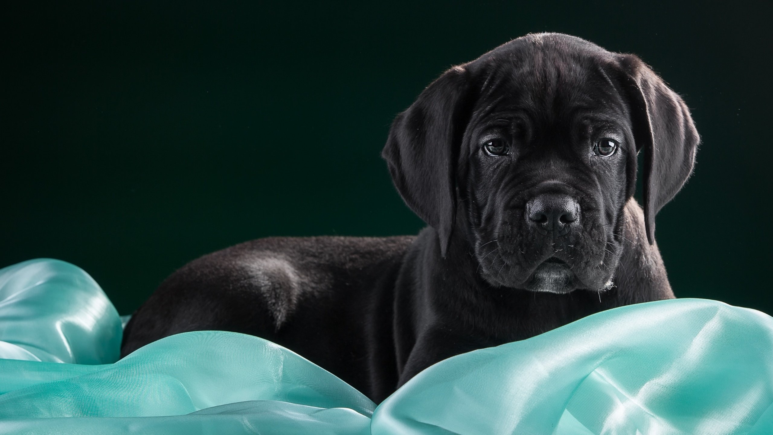 Обои черный, щенок, ткань, кане-корсо, black, puppy, fabric, cane corso разрешение 3000x1903 Загрузить