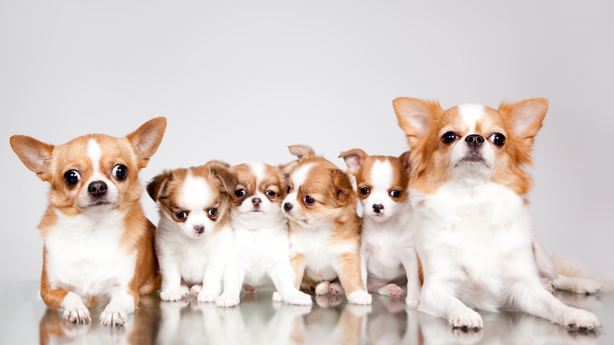 Обои щенки, семья, милые, чихуахуа, puppies, family, cute, chihuahua разрешение 3000x1718 Загрузить