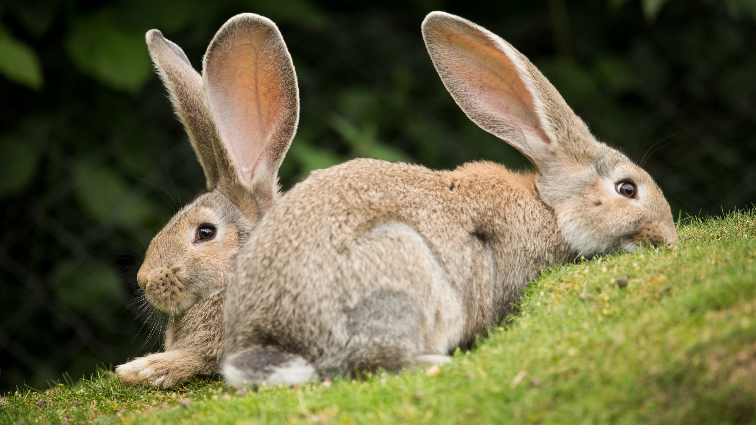 Обои трава, пара, кролики, grass, pair, rabbits разрешение 5184x3456 Загрузить