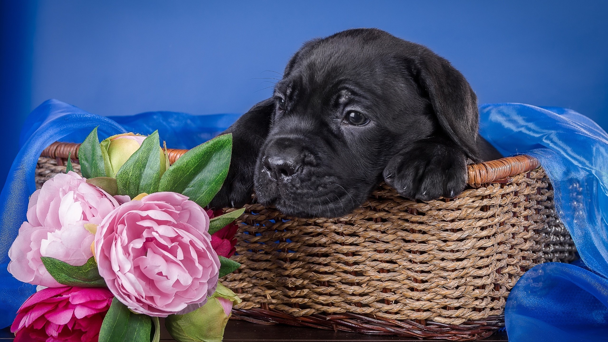 Обои цветы, собака, щенок, ткань, корзина, кане-корсо, пионы, flowers, dog, puppy, fabric, basket, cane corso, peonies разрешение 3000x1979 Загрузить