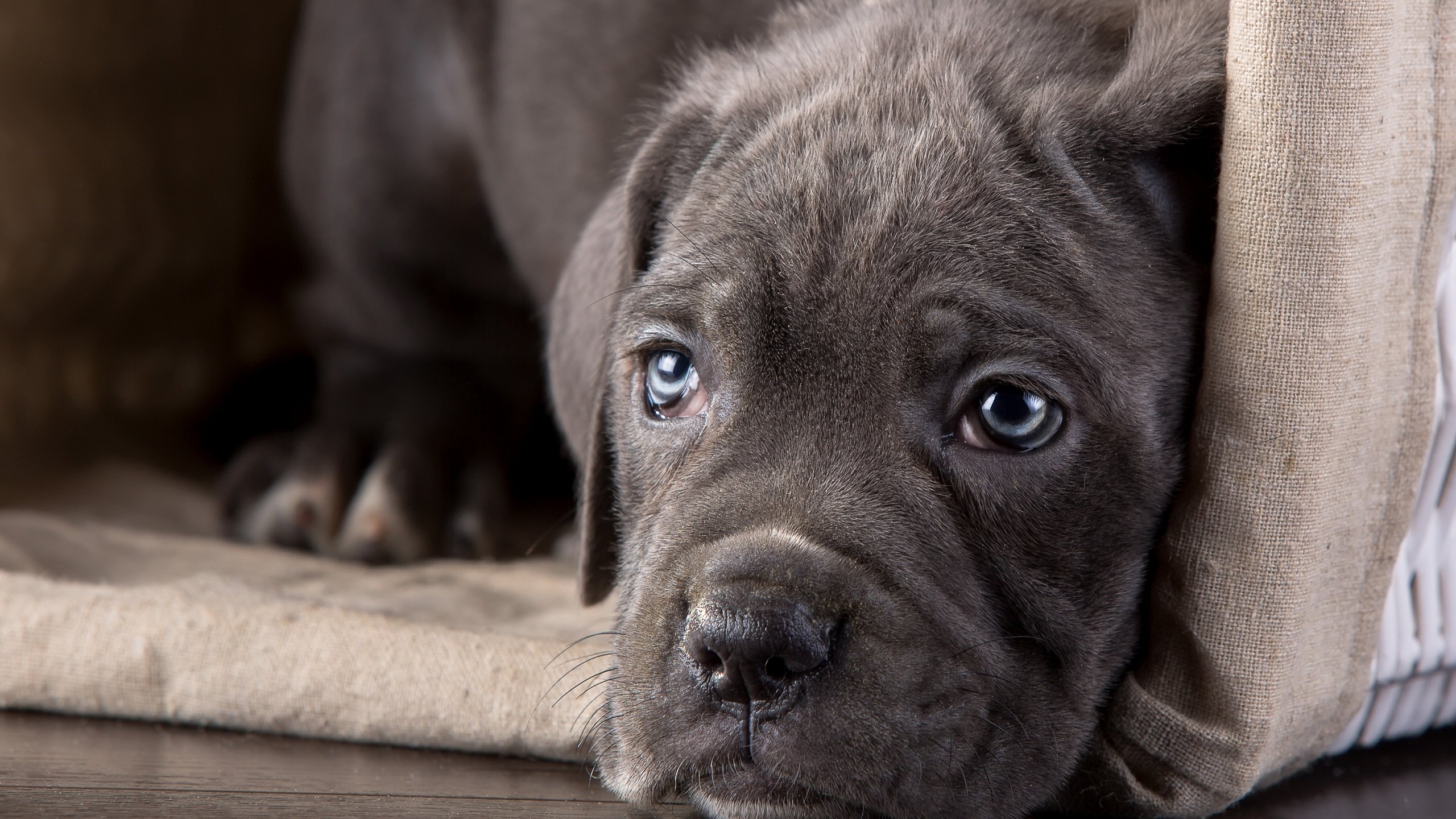 Обои морда, взгляд, щенок, кане-корсо, face, look, puppy, cane corso разрешение 3600x2350 Загрузить