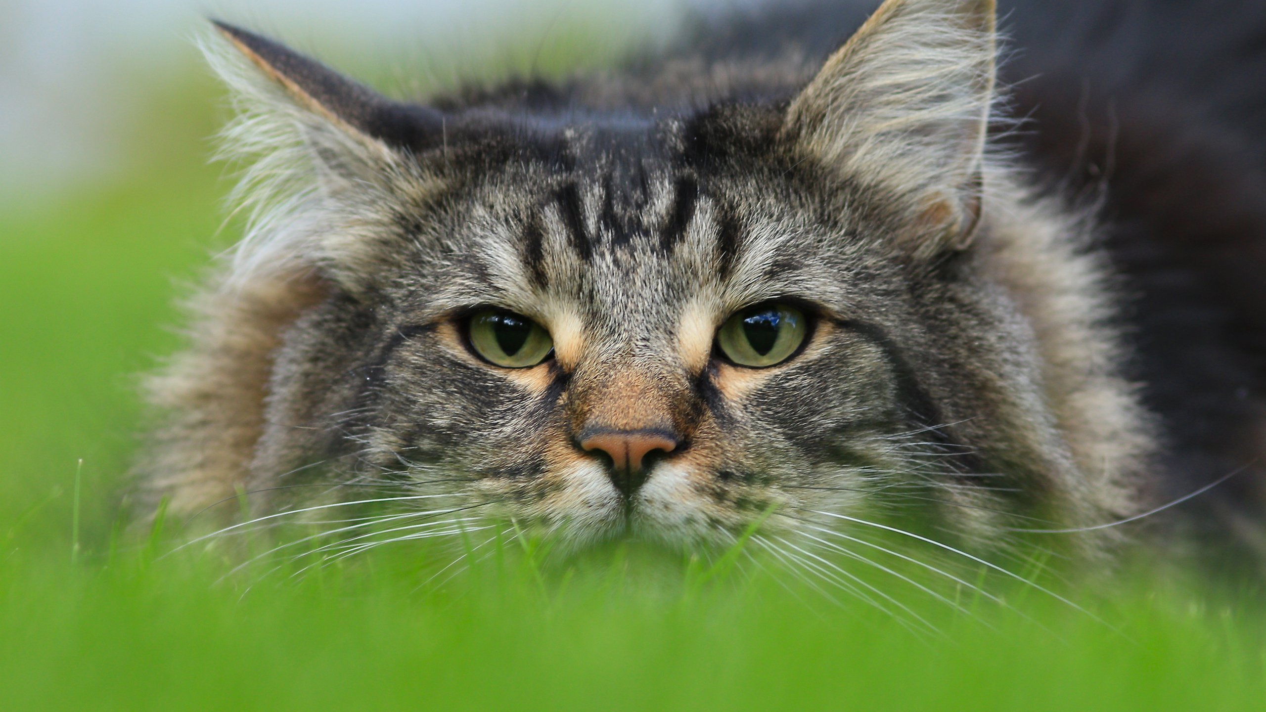 Обои морда, кот, взгляд, норвежская лесная кошка, face, cat, look, norwegian forest cat разрешение 3976x2651 Загрузить