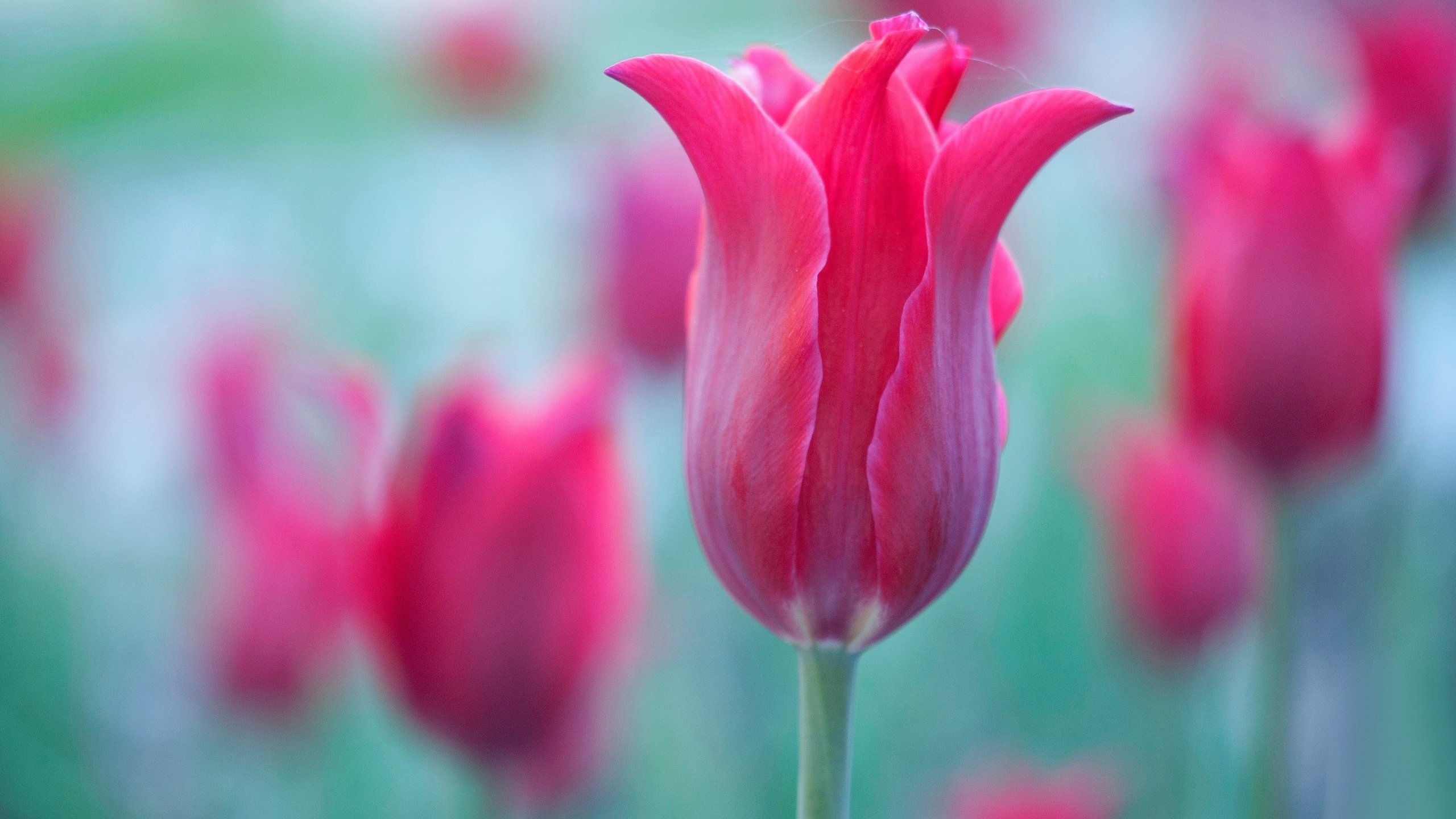 Обои макро, лепестки, краски, тюльпан, macro, petals, paint, tulip разрешение 4288x2848 Загрузить