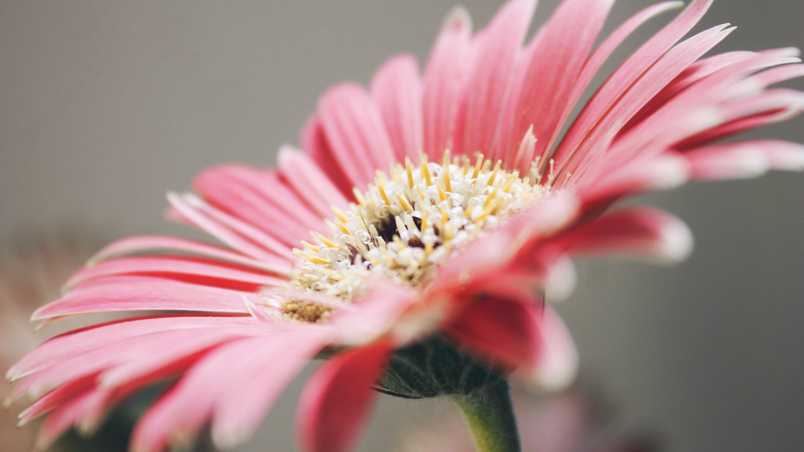 Обои лепестки, розовые, гербера, petals, pink, gerbera разрешение 3318x2212 Загрузить