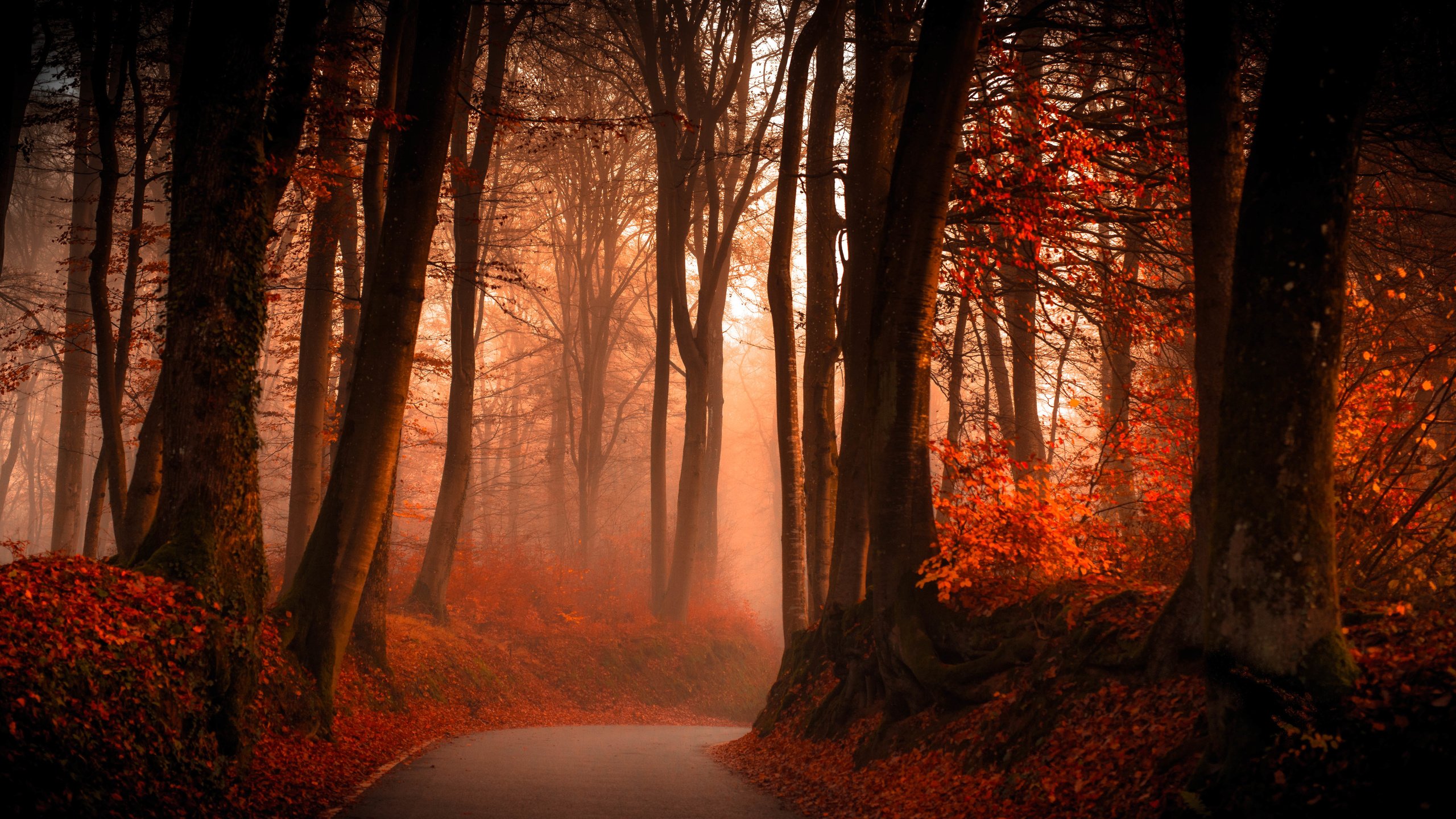Обои дорога, лес, туман, осень, road, forest, fog, autumn разрешение 6850x3562 Загрузить