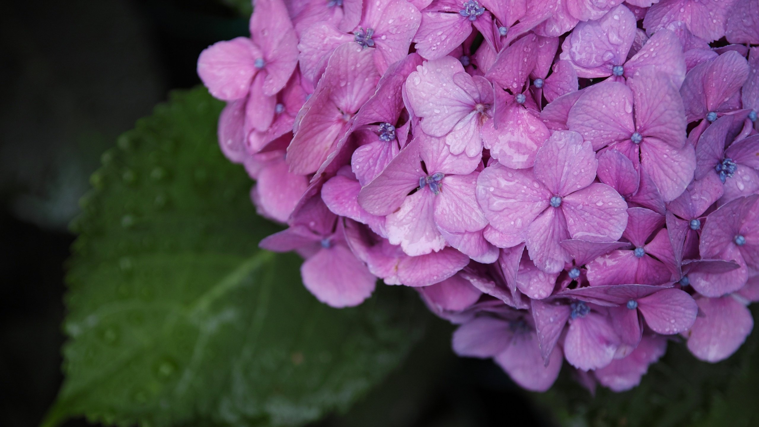 Обои цветы, зелень, макро, капли, лето, гортензия, flowers, greens, macro, drops, summer, hydrangea разрешение 2880x1920 Загрузить