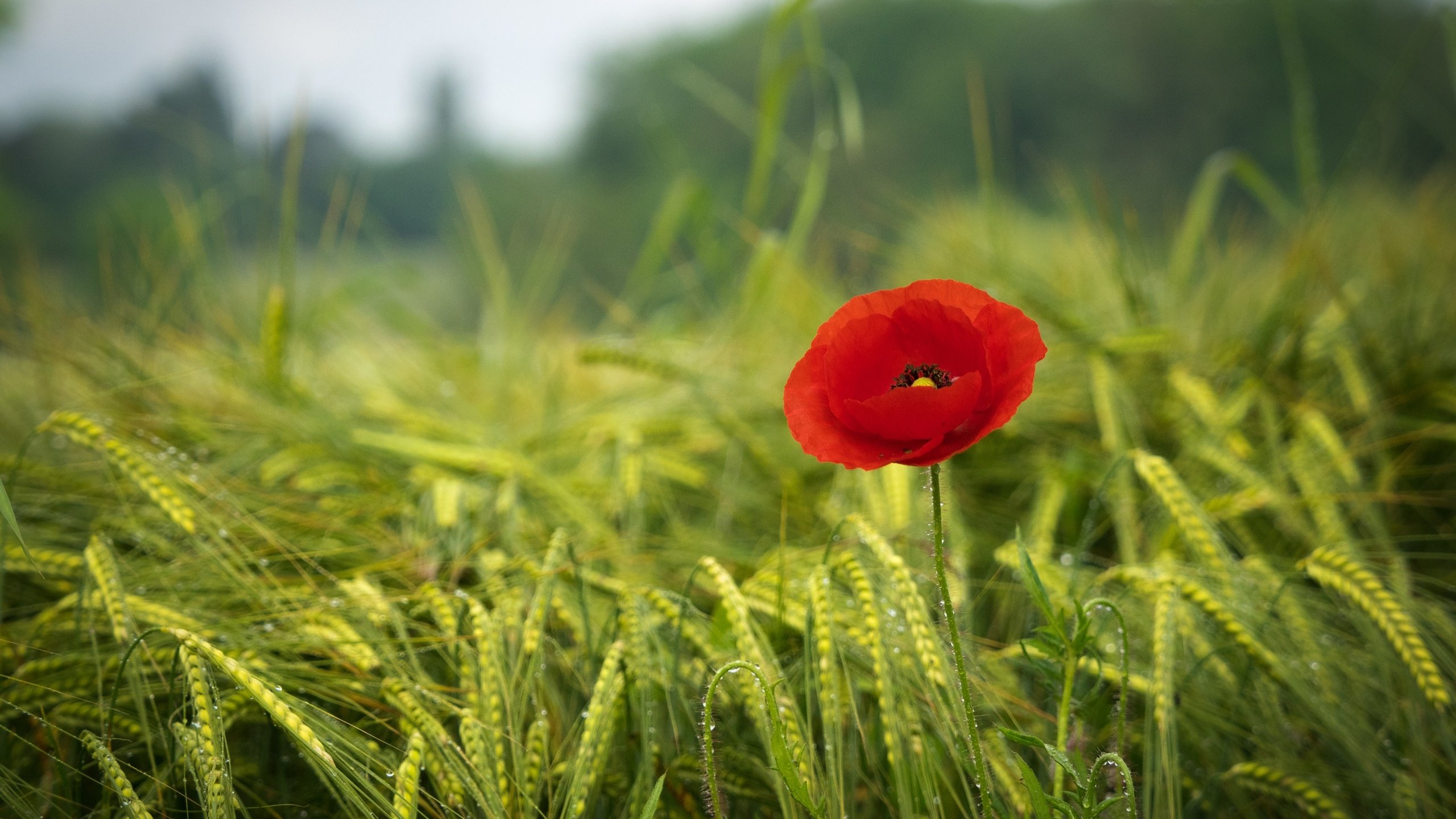 Обои трава, зелень, поле, красный, мак, весна, краcный, poppy, весенние, грин, green, grass, greens, field, red, mac, spring разрешение 2880x2160 Загрузить