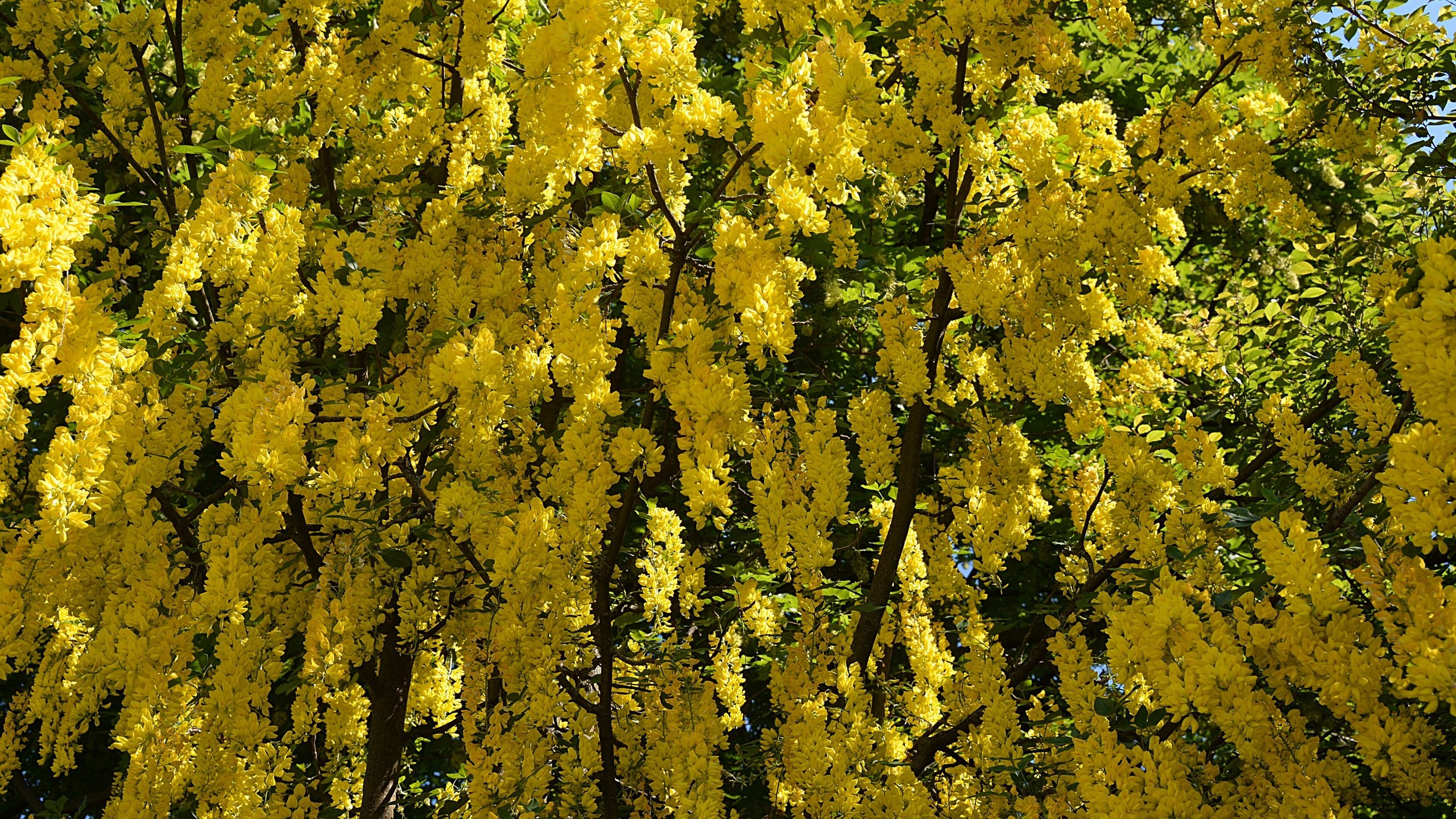 Обои цветы, дерево, цветение, весна, желтые, flowers, tree, flowering, spring, yellow разрешение 2880x1920 Загрузить