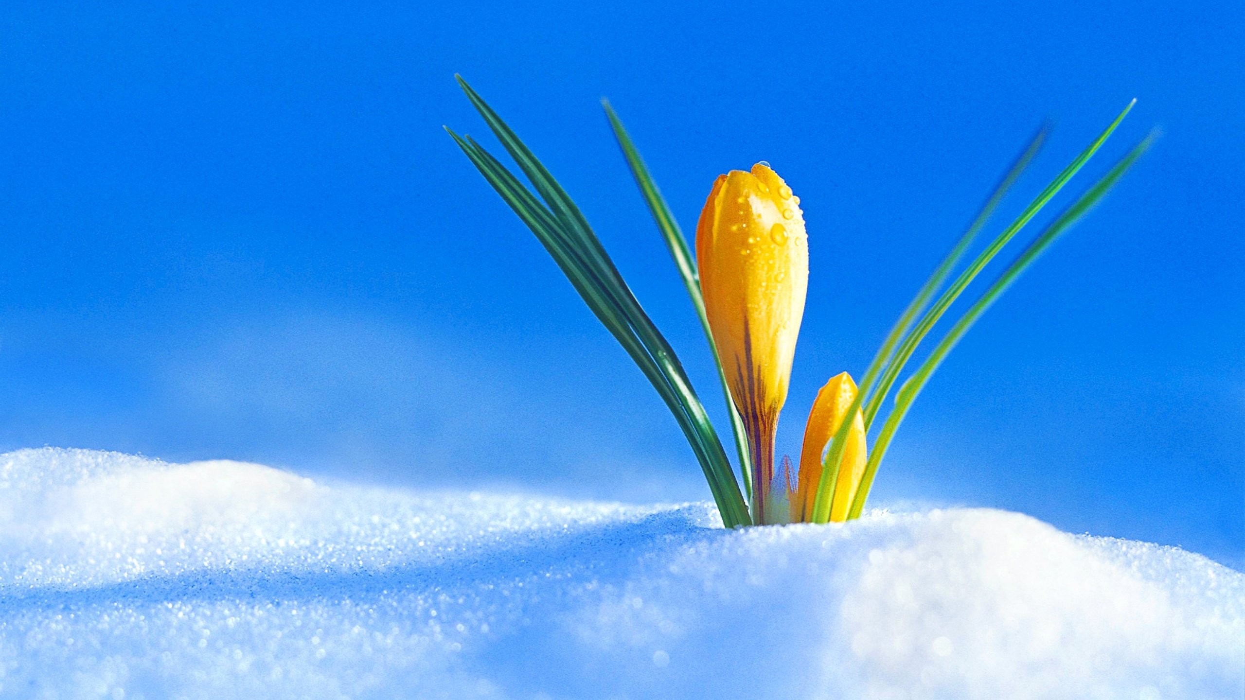 Обои снег, цветок, бутон, весна, крокус, snow, flower, bud, spring, krokus разрешение 3840x2400 Загрузить