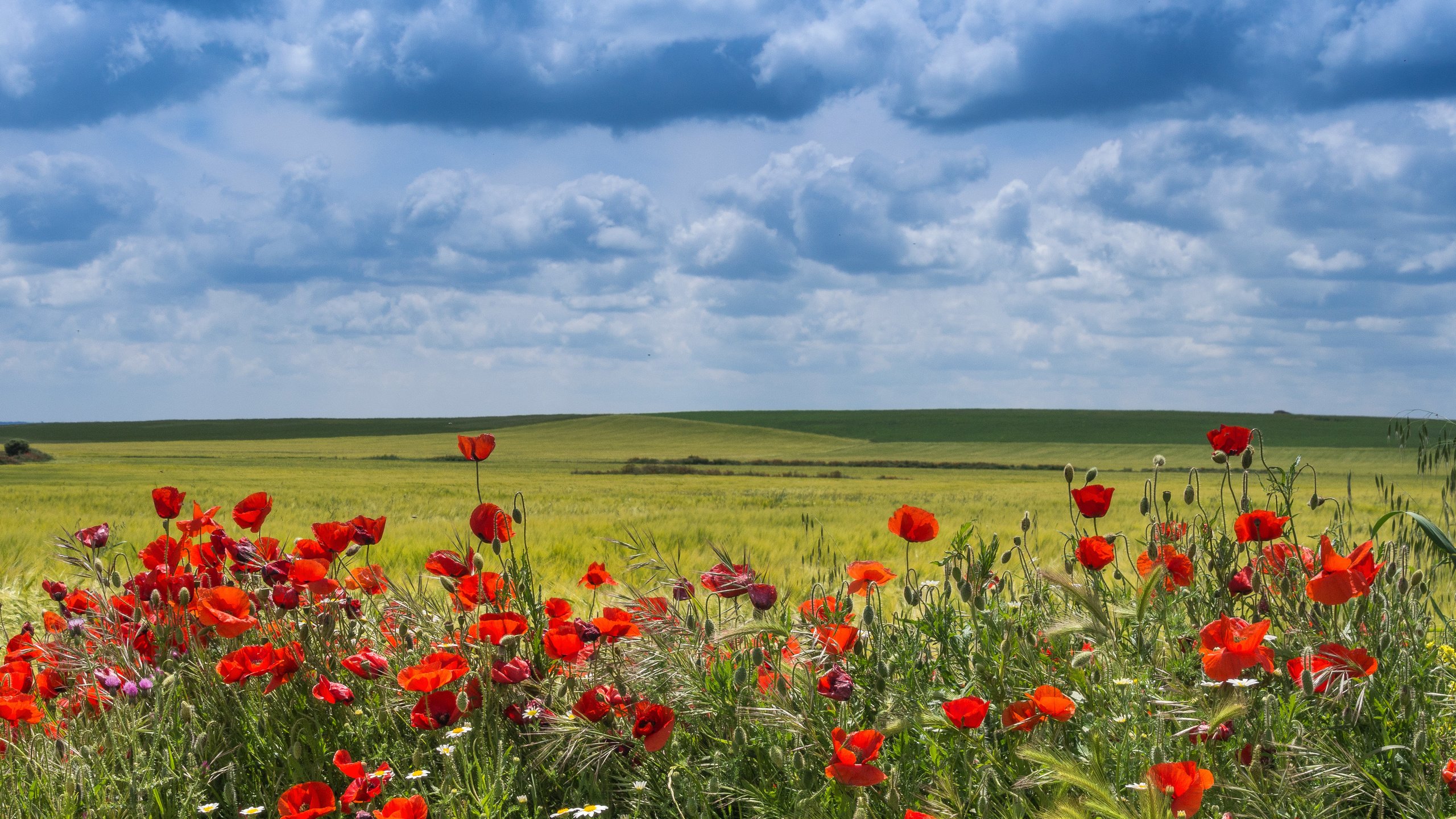 Обои цветы, облака, поле, маки, испания, вальядолид, flowers, clouds, field, maki, spain, valladolid разрешение 4565x3299 Загрузить