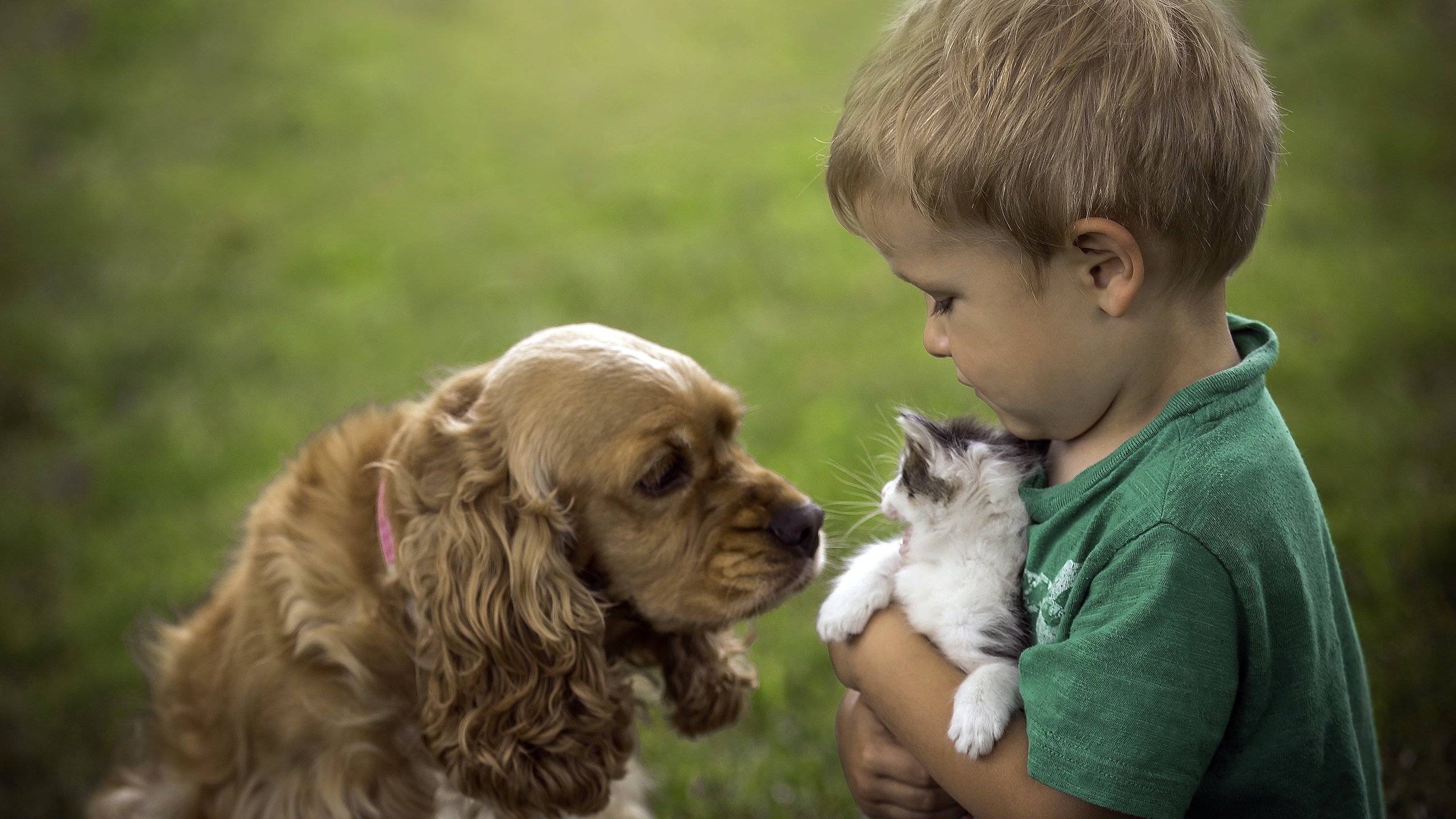 Обои кошка, собака, мальчик, дружба, cat, dog, boy, friendship разрешение 3688x2495 Загрузить