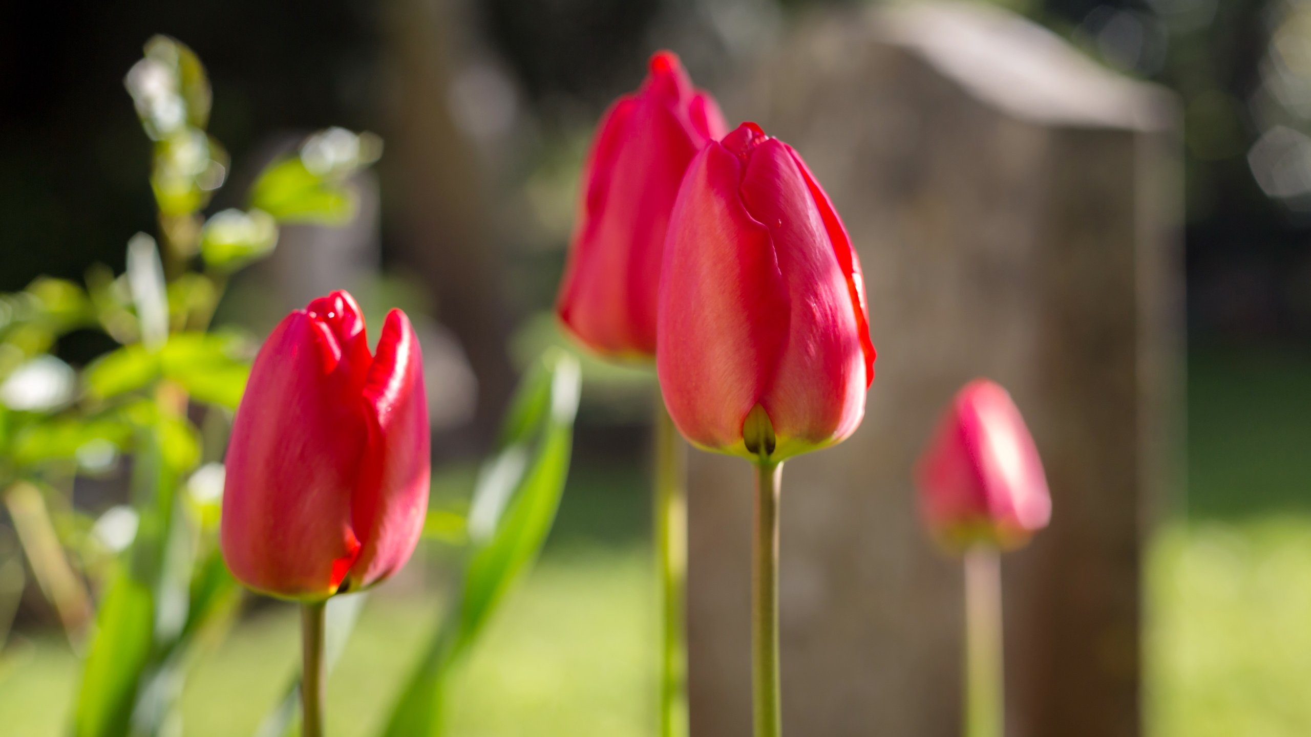 Обои цветы, фон, тюльпаны, flowers, background, tulips разрешение 5340x3560 Загрузить