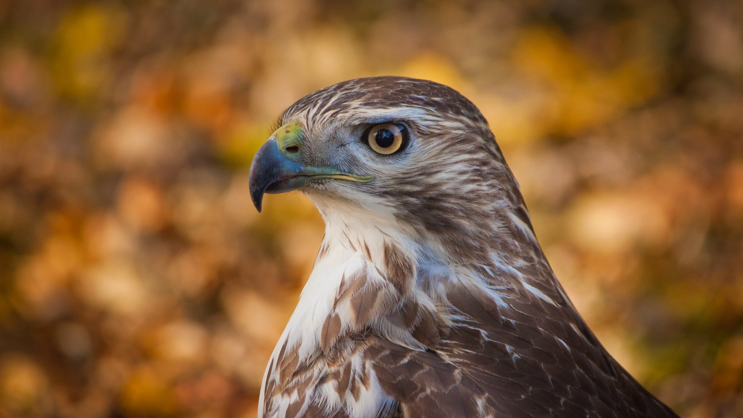 Обои фон, взгляд, профиль, птица, ястреб, боке, хоук, птаха, background, look, profile, bird, hawk, bokeh разрешение 2560x1700 Загрузить