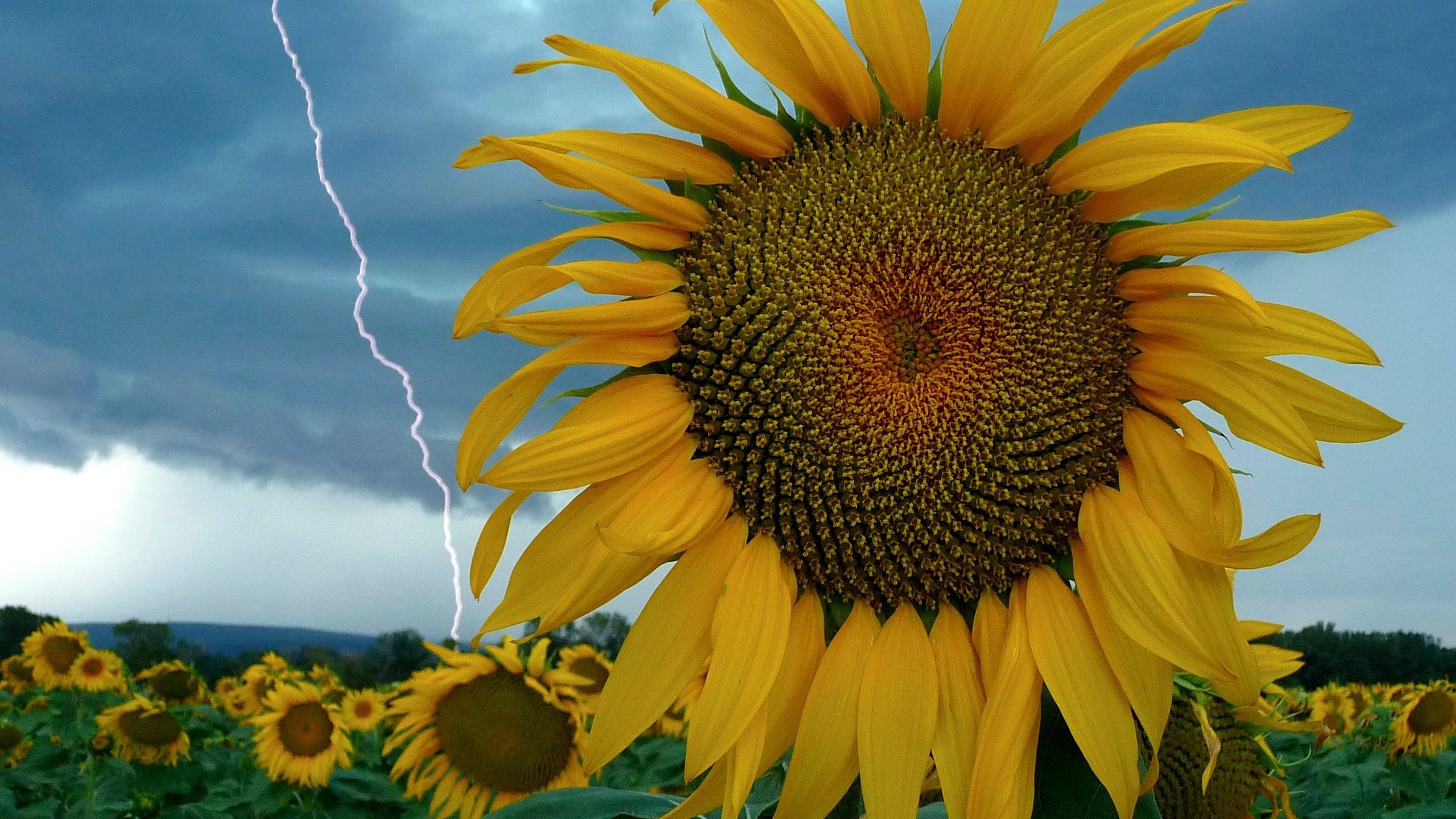 Обои небо, цветы, молния, поле, подсолнух, the sky, flowers, lightning, field, sunflower разрешение 2784x2088 Загрузить