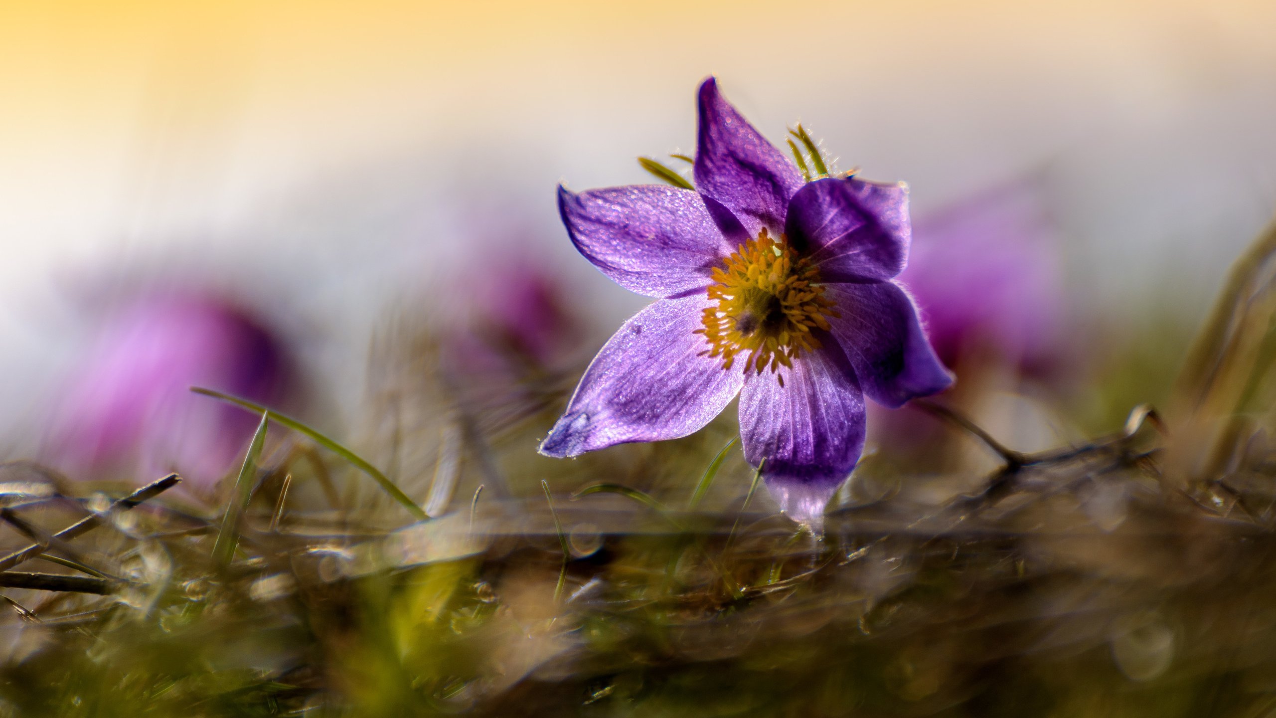 Обои цветы, природа, фон, сон-трава, flowers, nature, background, sleep-grass разрешение 5019x3426 Загрузить