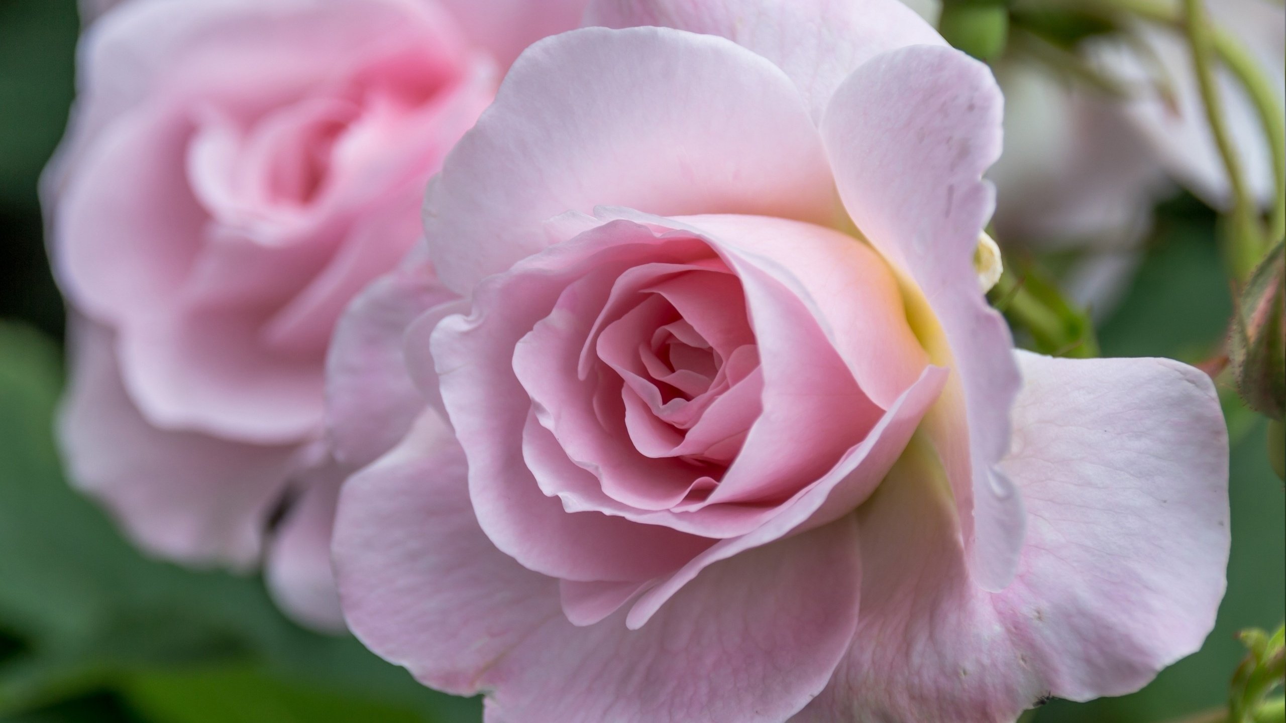Обои макро, роза, лепестки, macro, rose, petals разрешение 2560x1600 Загрузить