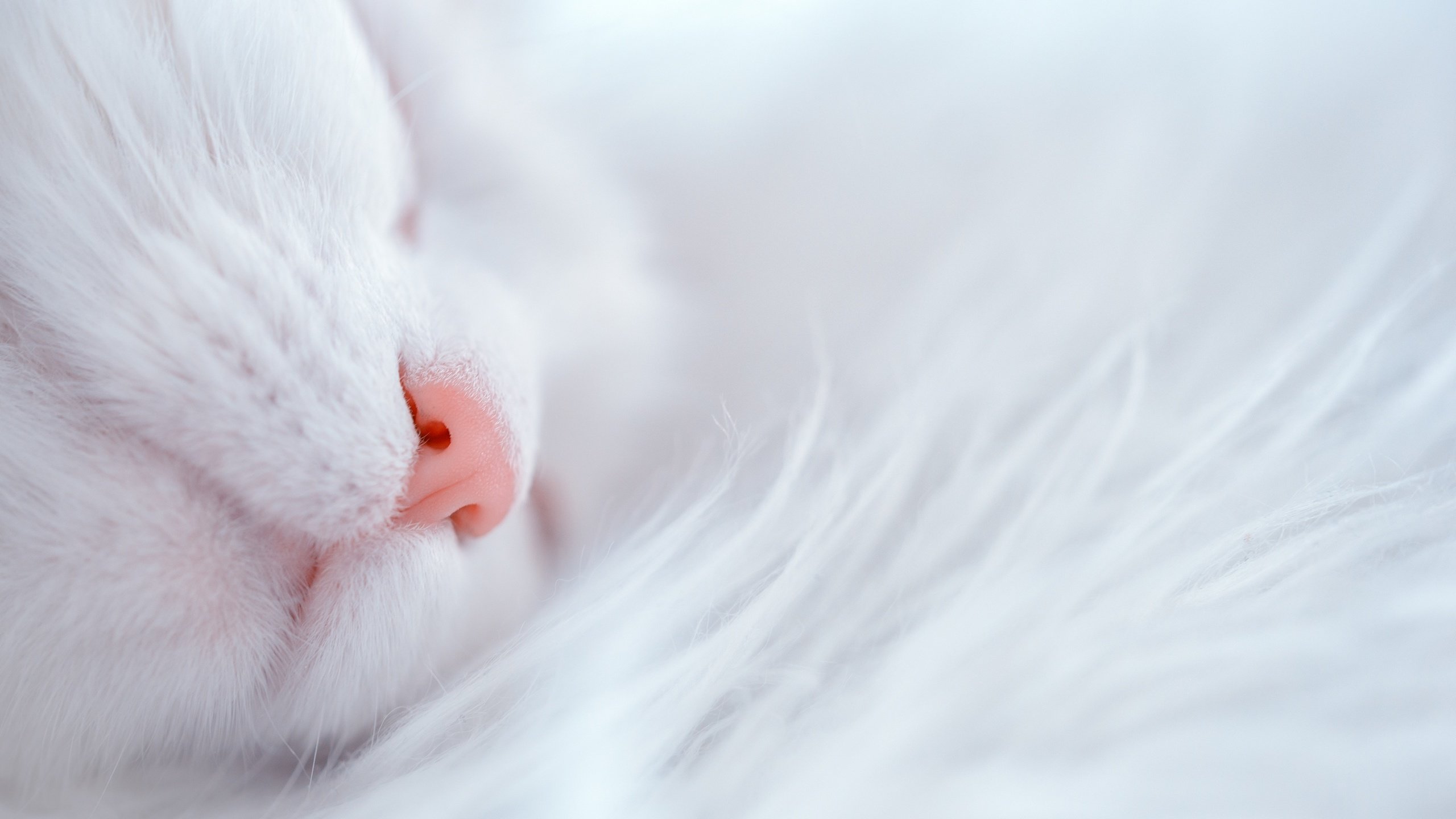 Обои кот, кошка, белый, дом, уют, cat, white, house, comfort разрешение 2880x1923 Загрузить