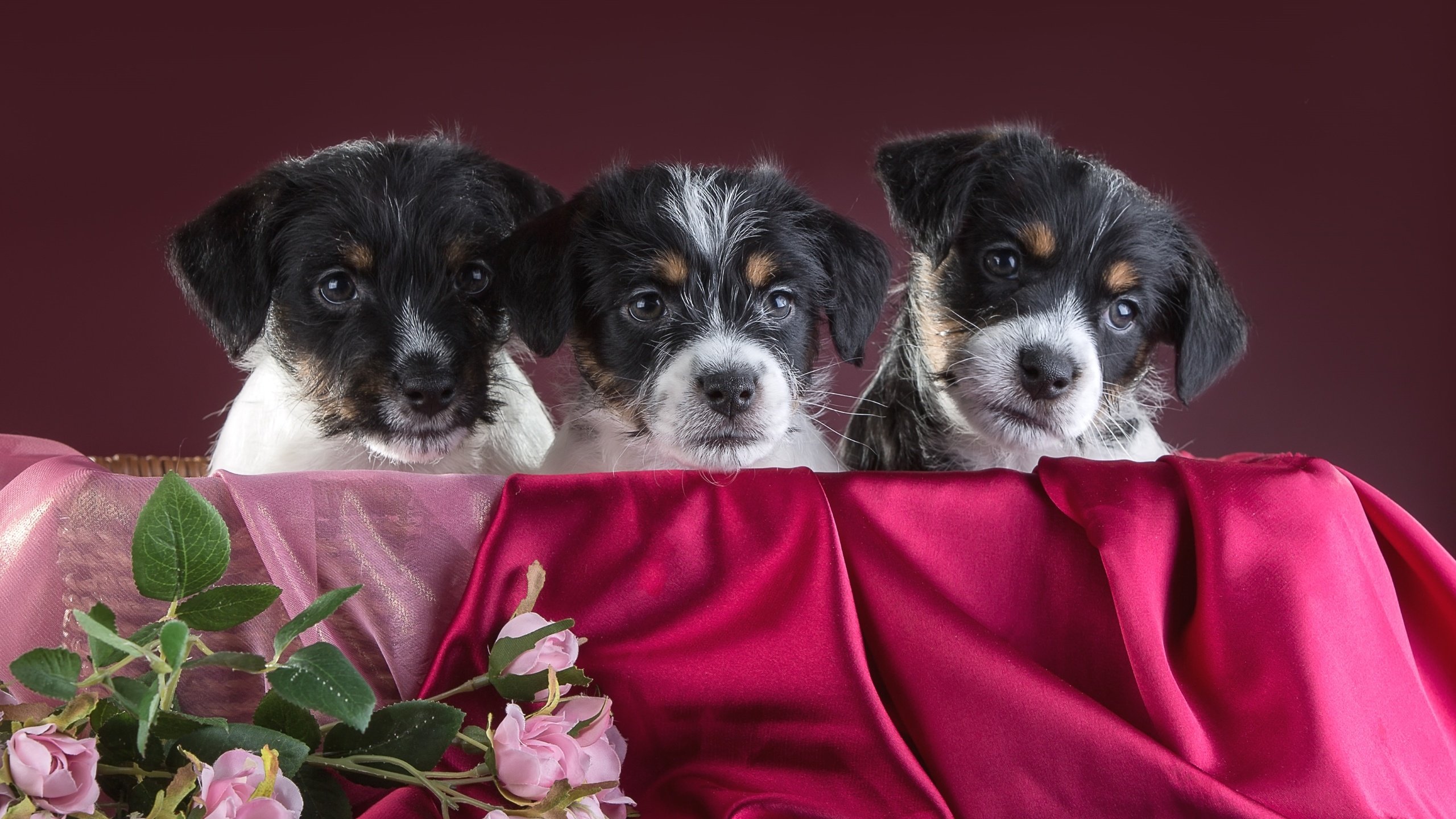 Обои розы, щенки, трио, джек-рассел-терьер, roses, puppies, trio, jack russell terrier разрешение 3000x1939 Загрузить