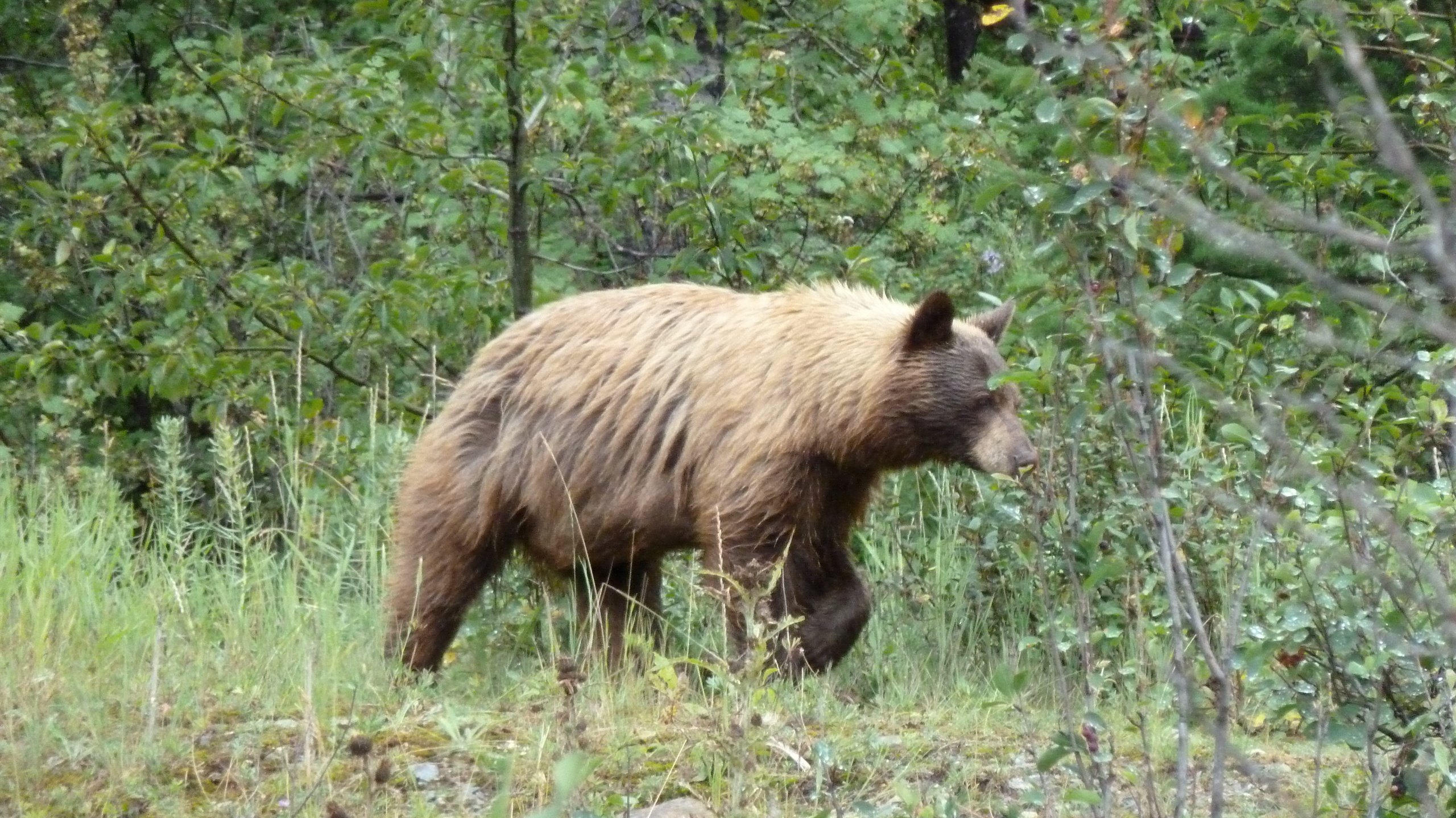 Обои канада, альберта, гризли, провинция альберта, grizzly bear, waterton national park, медведь., уотертон, национальный парк уотертон, canada, albert, grizzly, alberta, bear., waterton, national park waterton разрешение 4000x3000 Загрузить