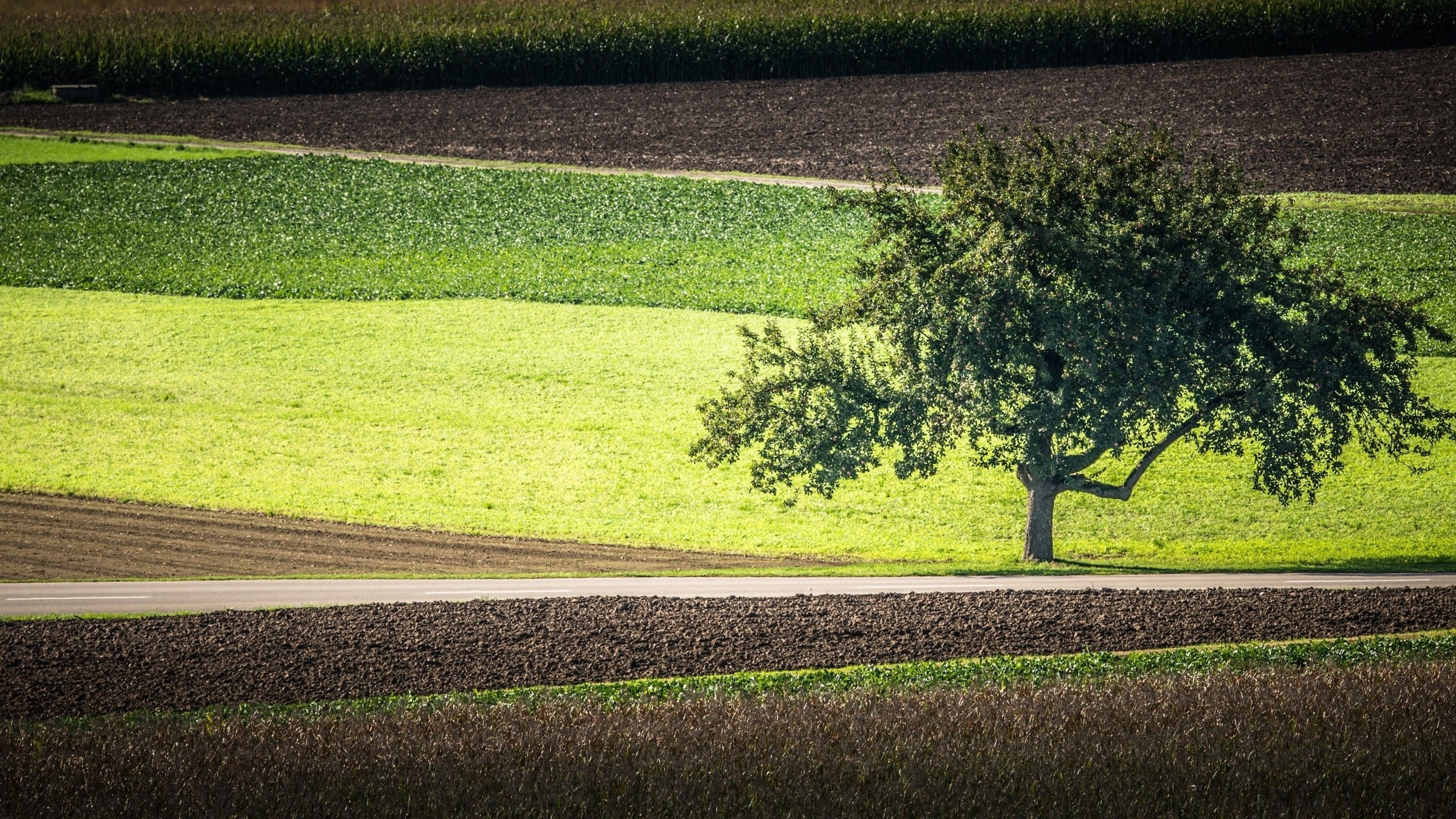 Обои дорога, дерево, поля, road, tree, field разрешение 2560x1600 Загрузить