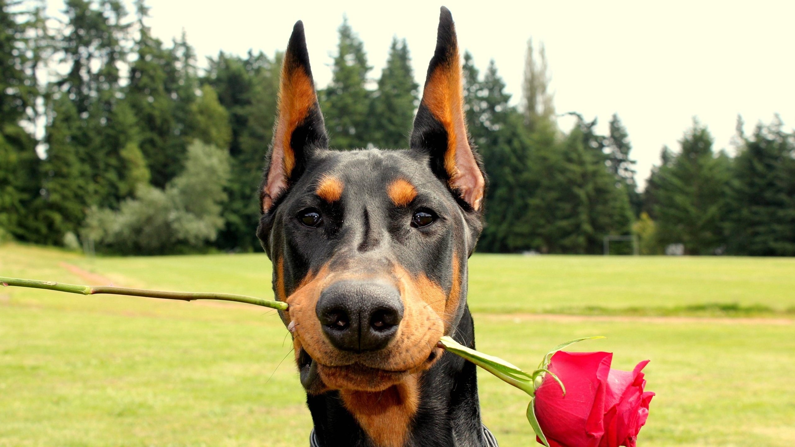 Обои роза, собака, доберман, rose, dog, doberman разрешение 2560x1600 Загрузить