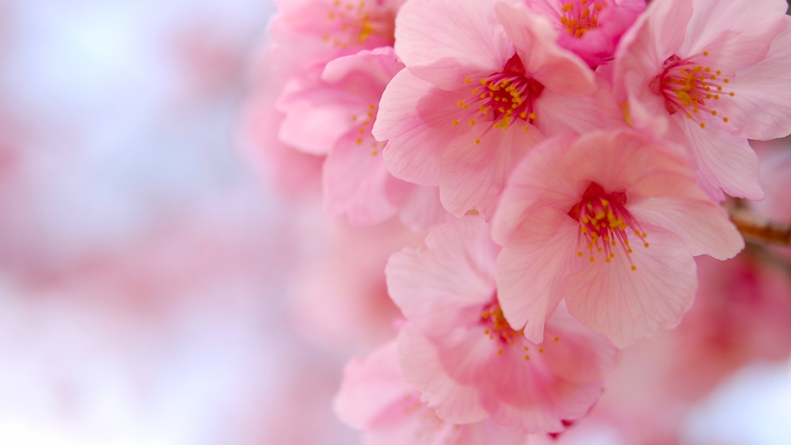 Обои цветение, макро, вишня, сакура, цветки, flowering, macro, cherry, sakura, flowers разрешение 3008x2000 Загрузить