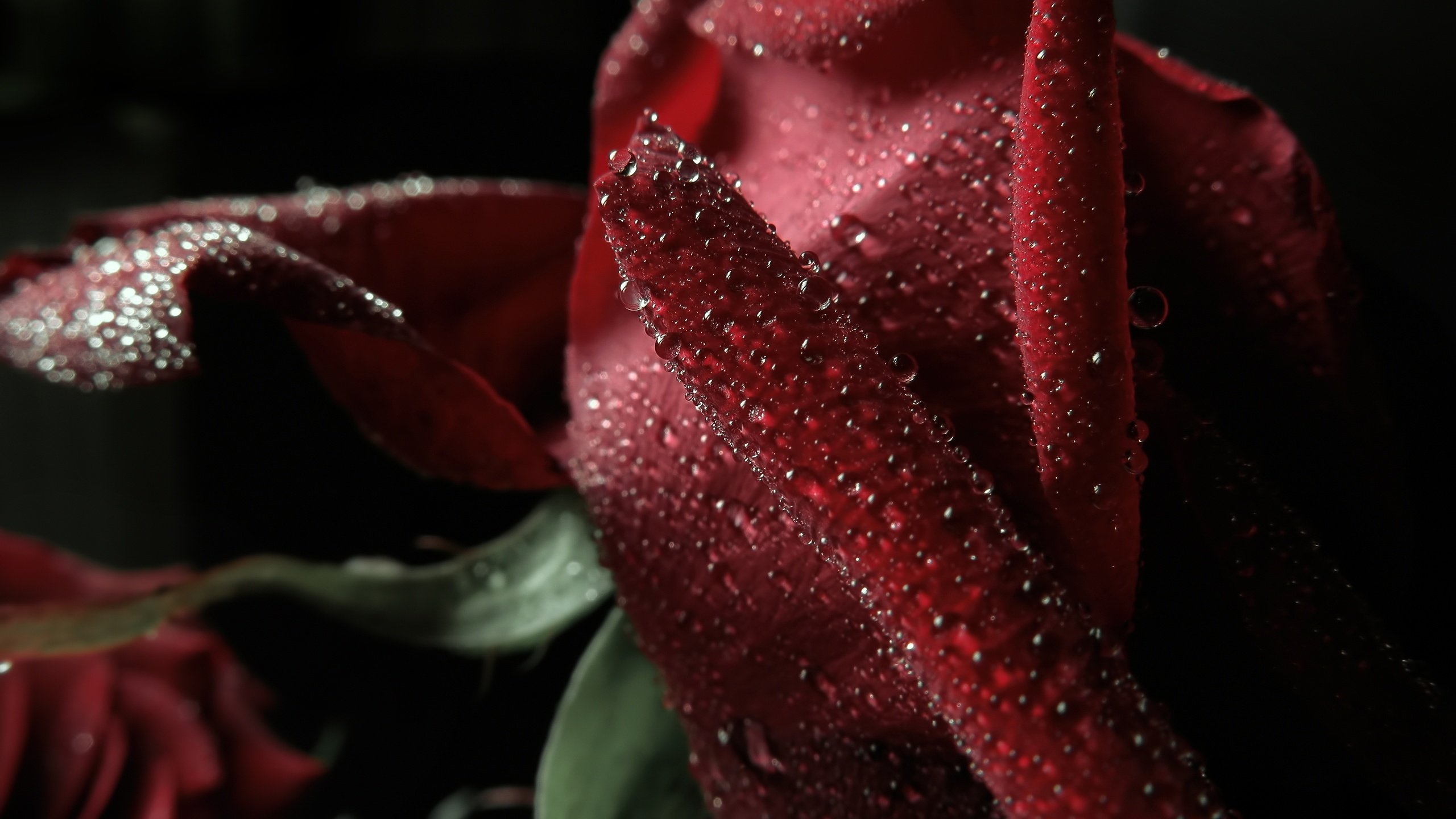 Обои макро, капли, роза, лепестки, красная, боке, тёмно красный, macro, drops, rose, petals, red, bokeh, dark red разрешение 4000x3000 Загрузить